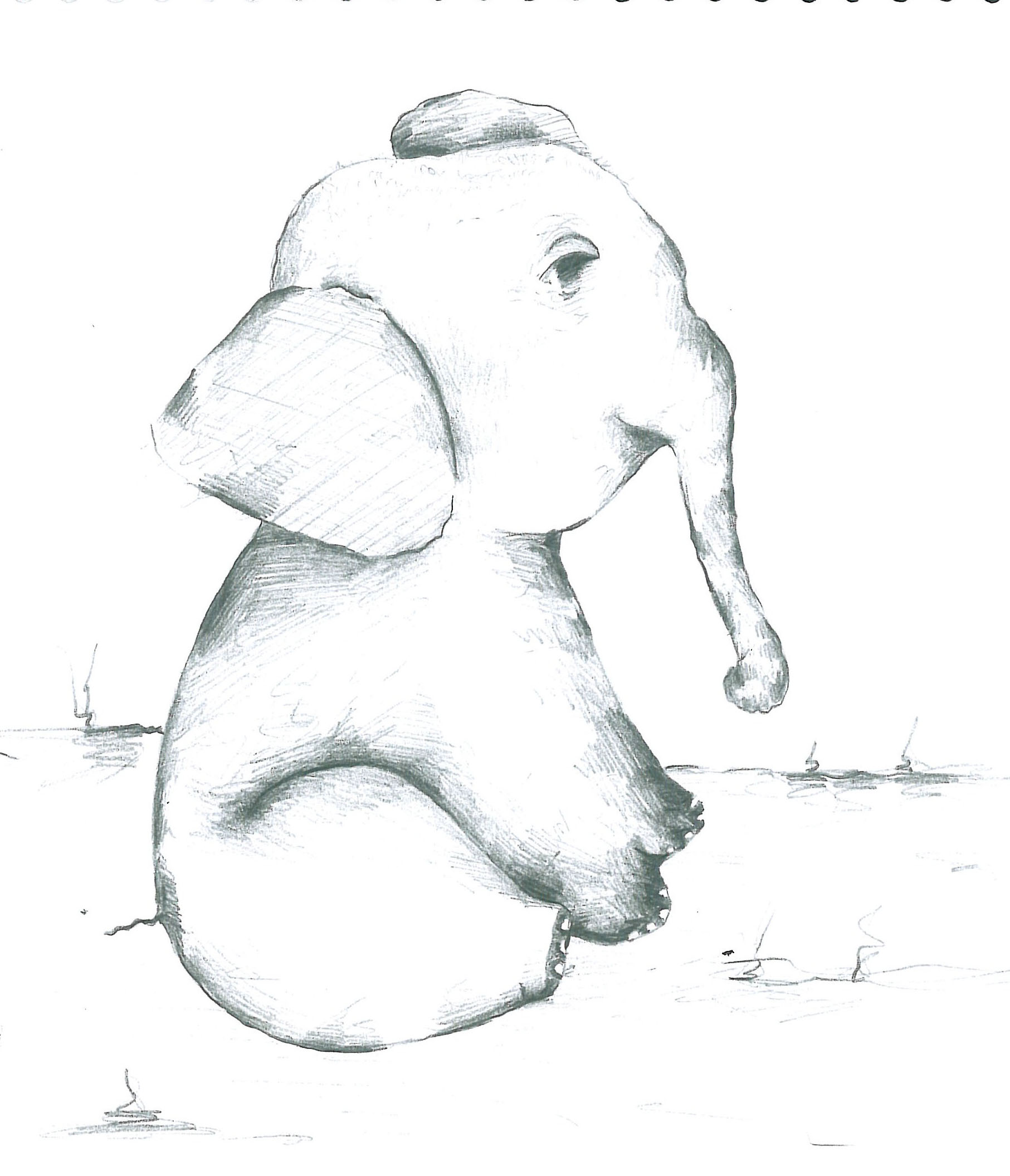 Animals (2)
