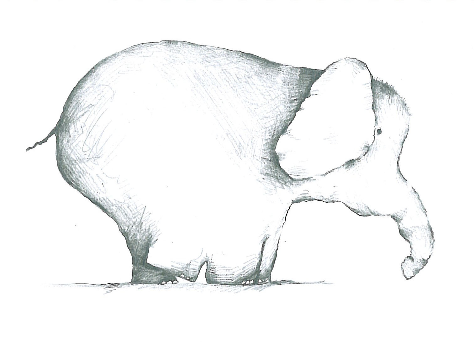 Animals (13)