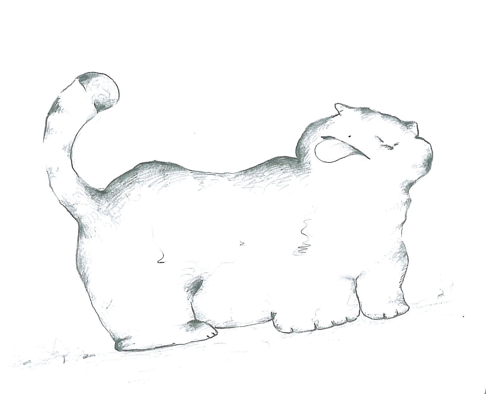 Animals (14)