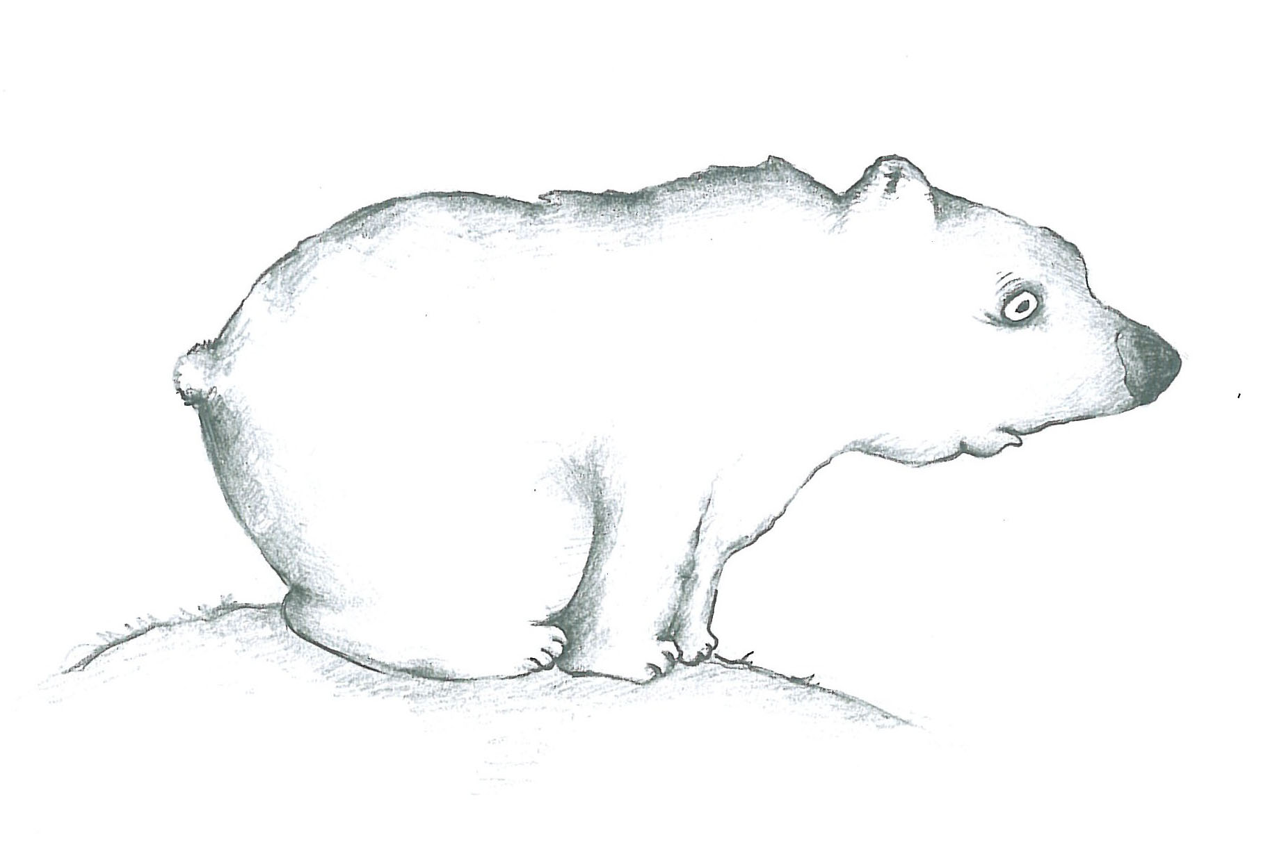 Animals (11)