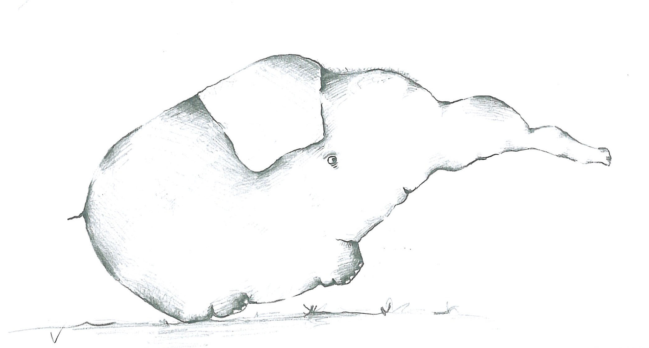 Animals (9)