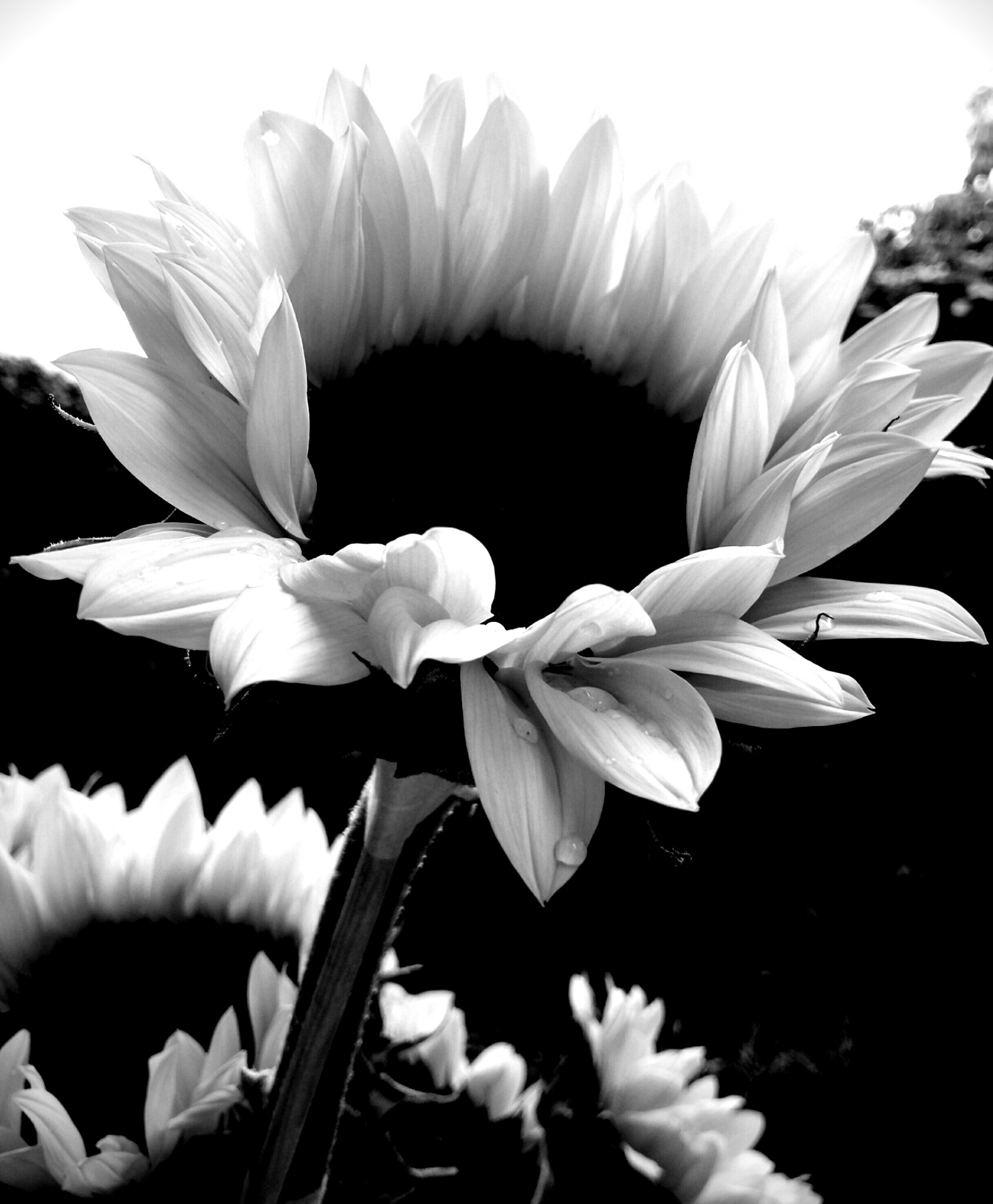 Sunflower B&W