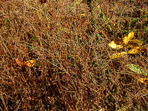 Weeds & Grasses