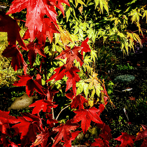 Autumn Falls #2