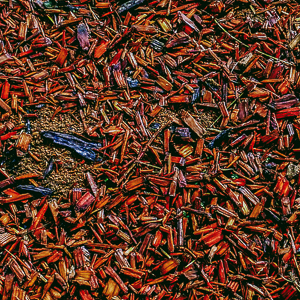 Autumn Falls