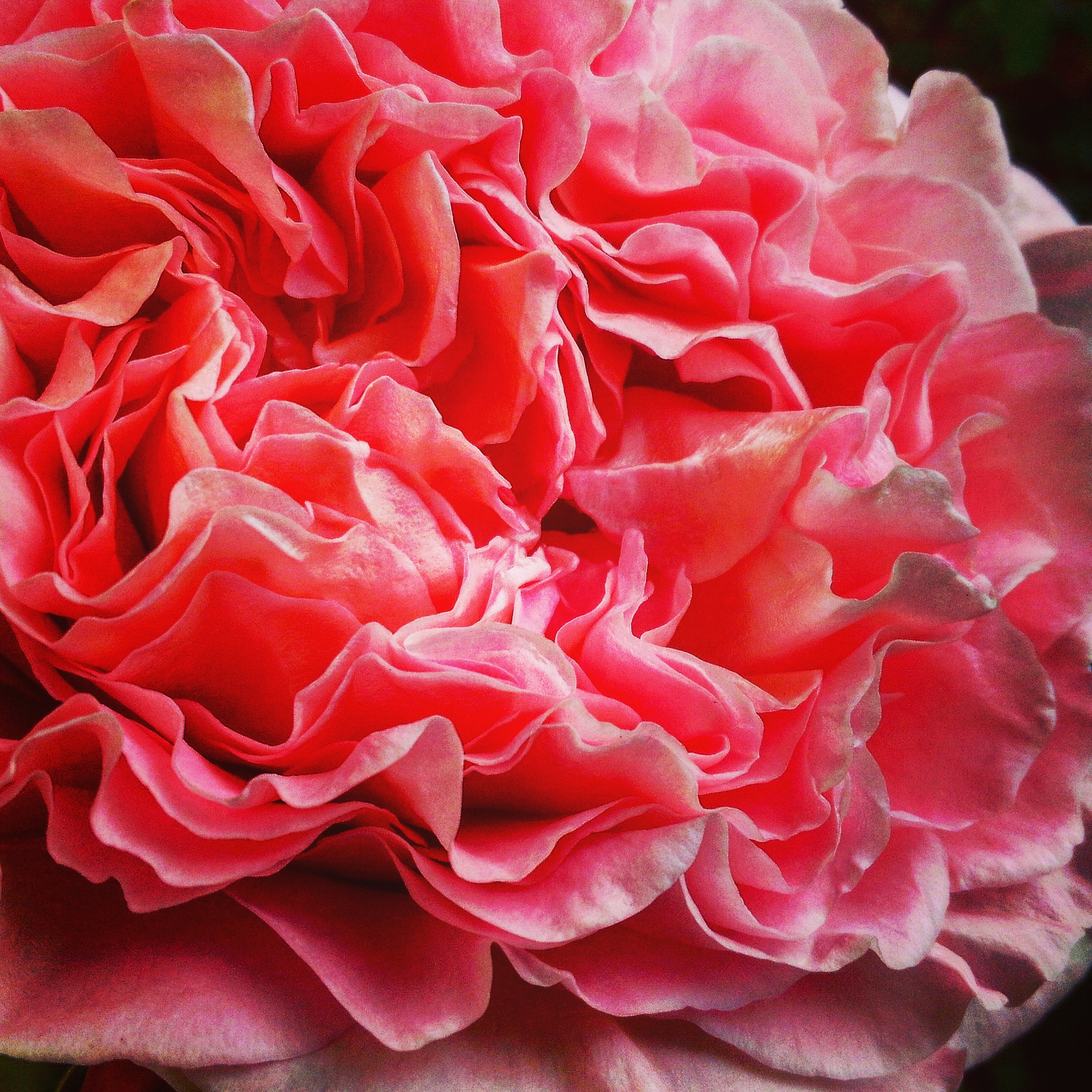 Floral51