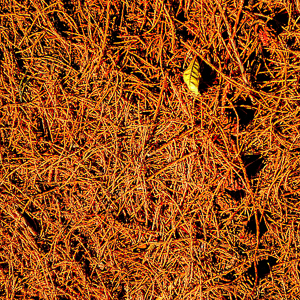 Autumn Falls #4
