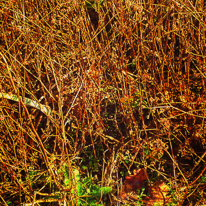 Autumn Falls #3