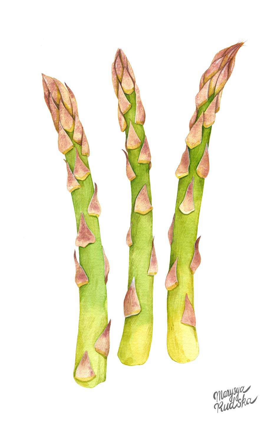 Asparagus