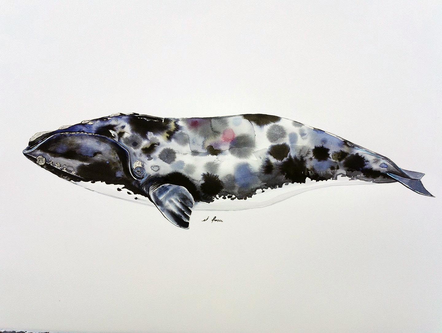 Spotted right whale