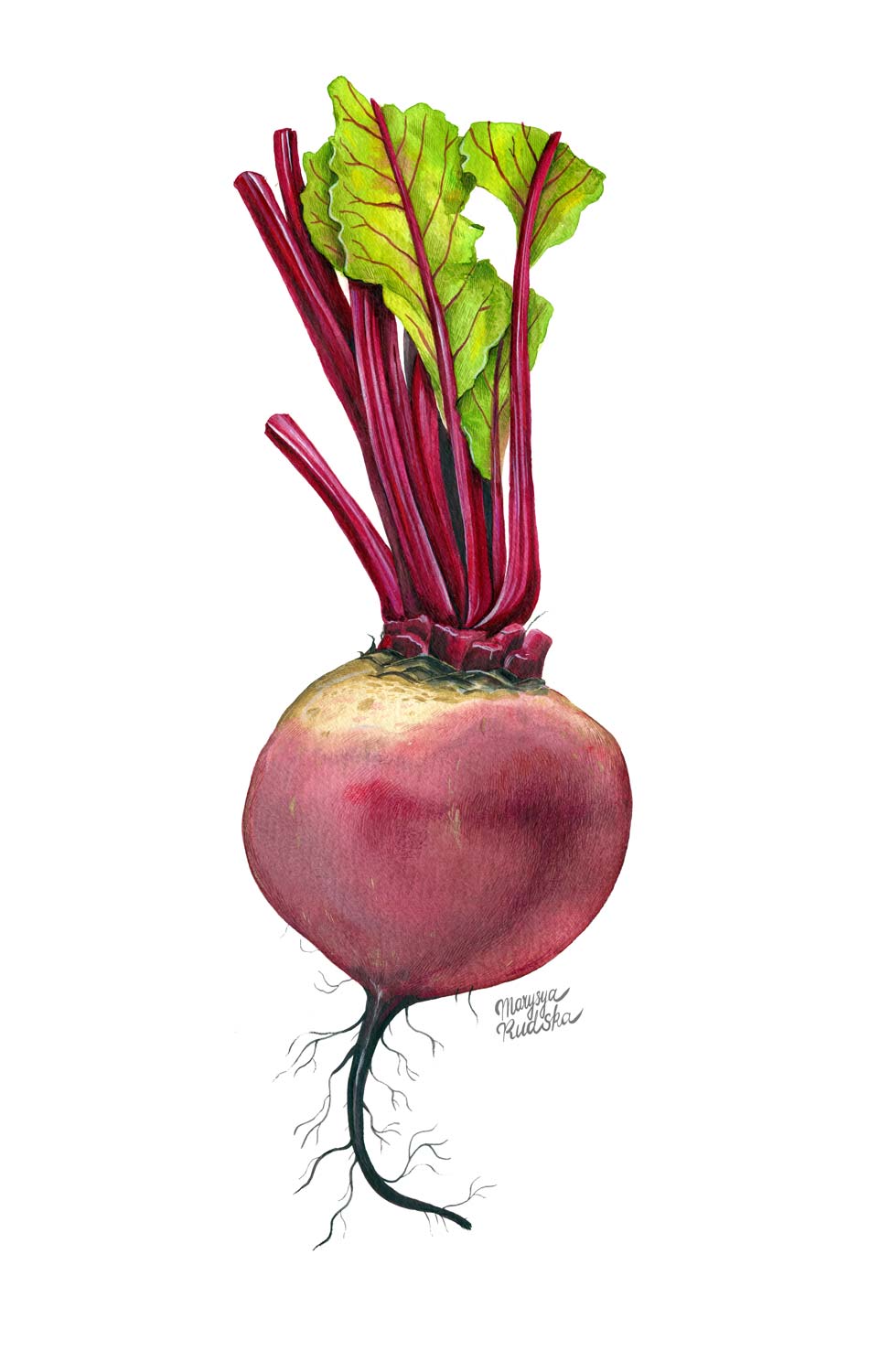 Beetroot