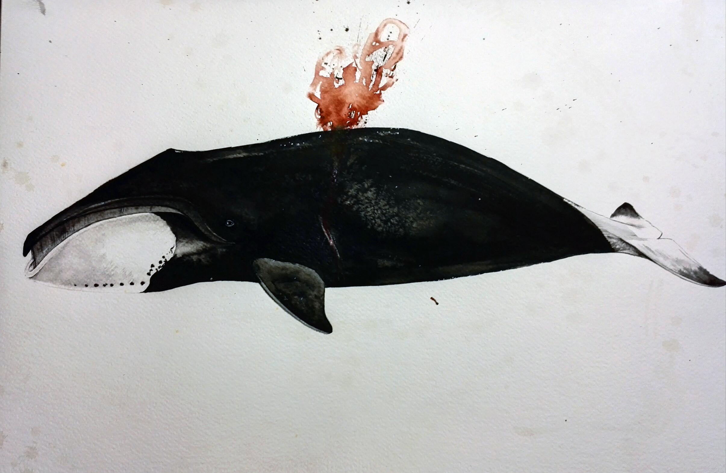 Starving Bowhead whale