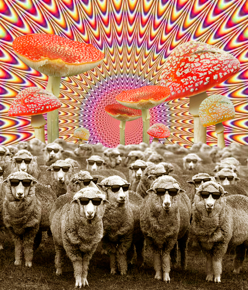 Space Sheeps