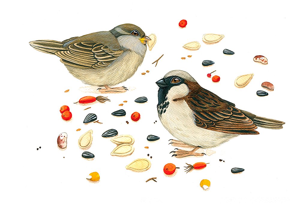 House Sparrows (Passer Domesticus)