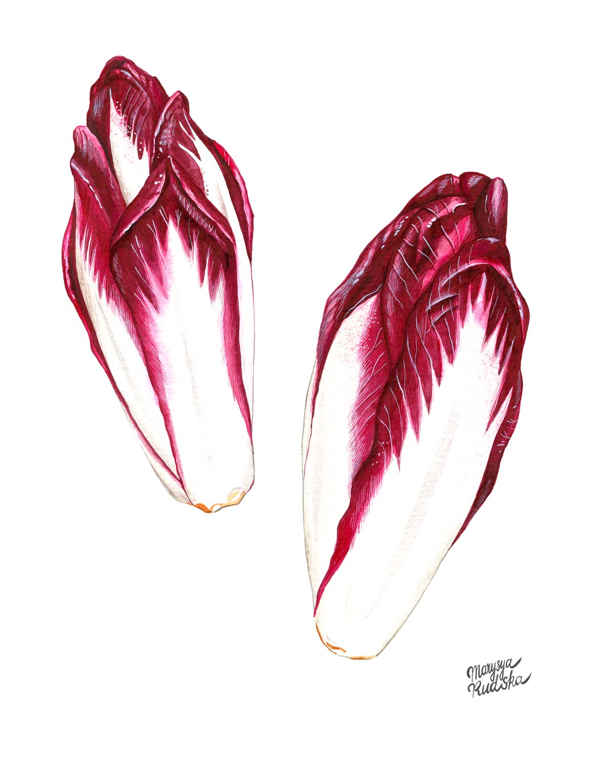 Chicory
