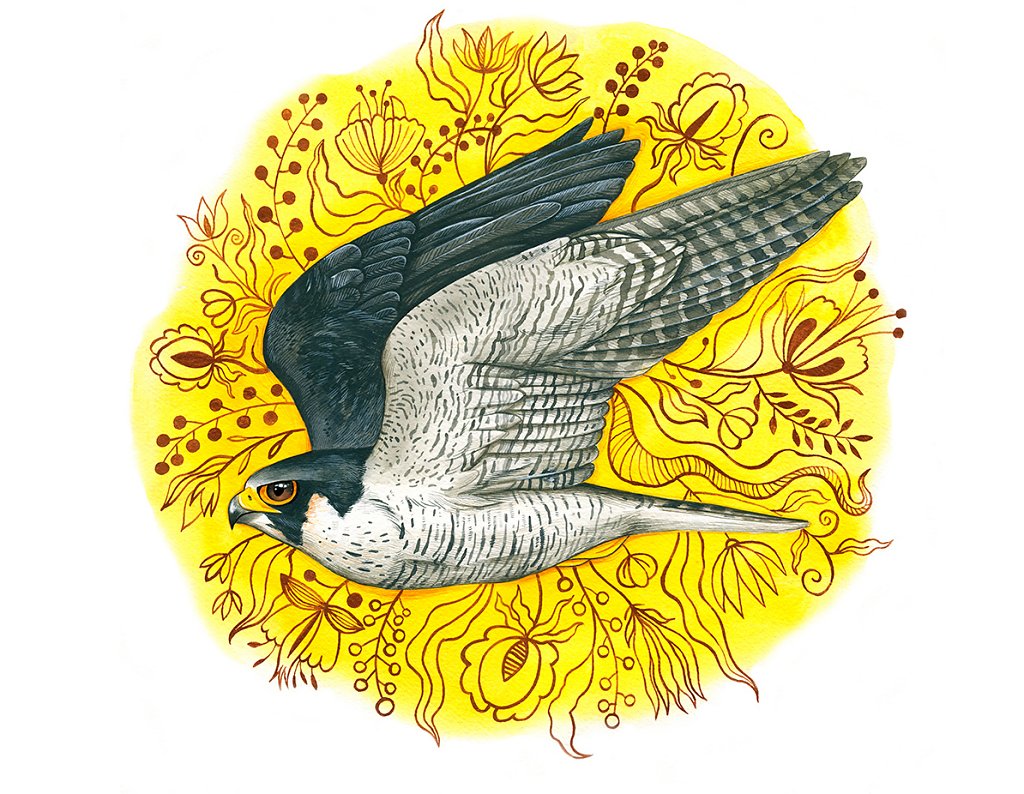 Peregrine Falcon (Falco Peregrinus)