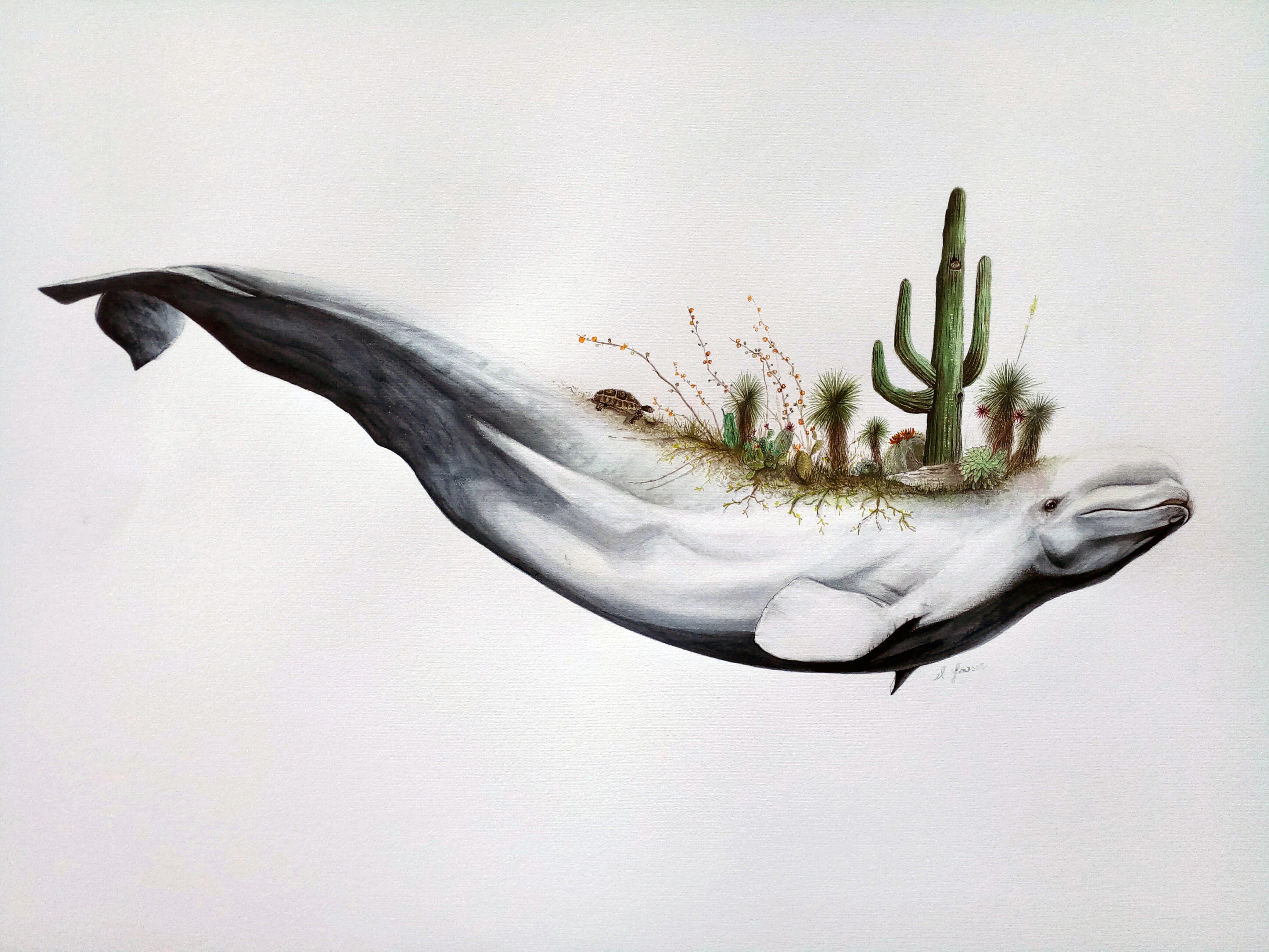 Migrant garden beluga