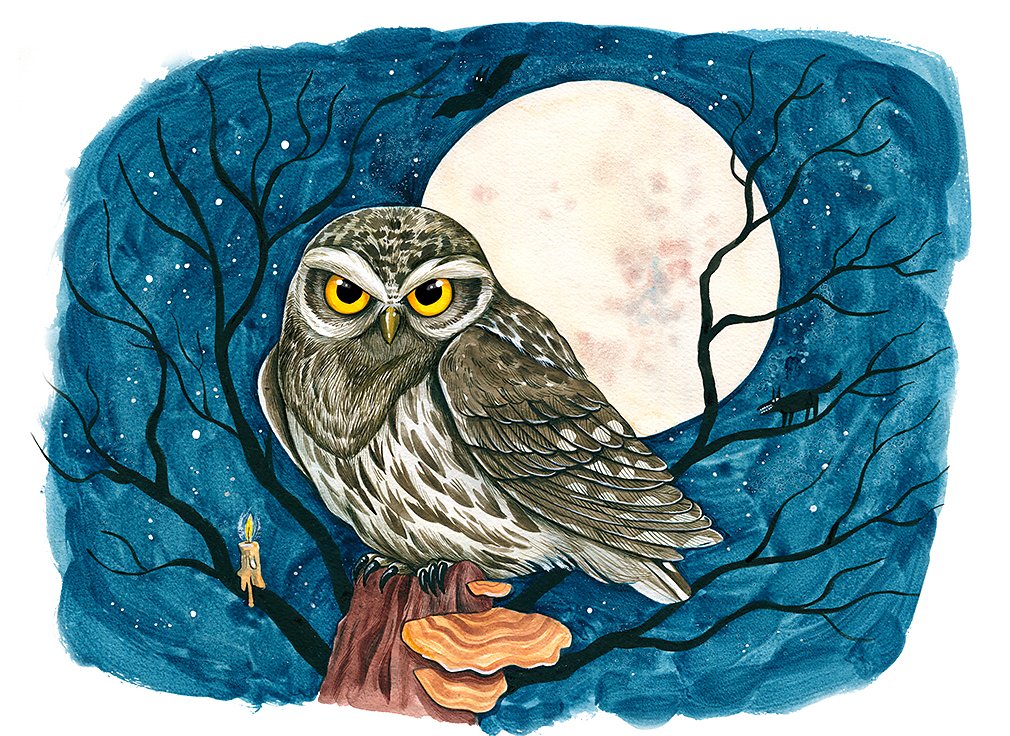 Little Owl (Athene Noctua)