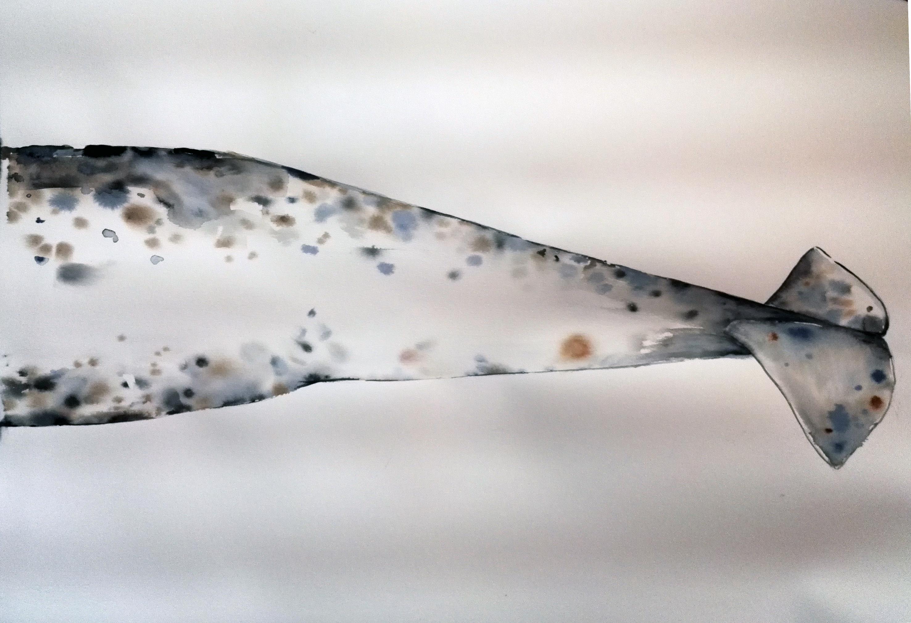 Spotted narwhal 2