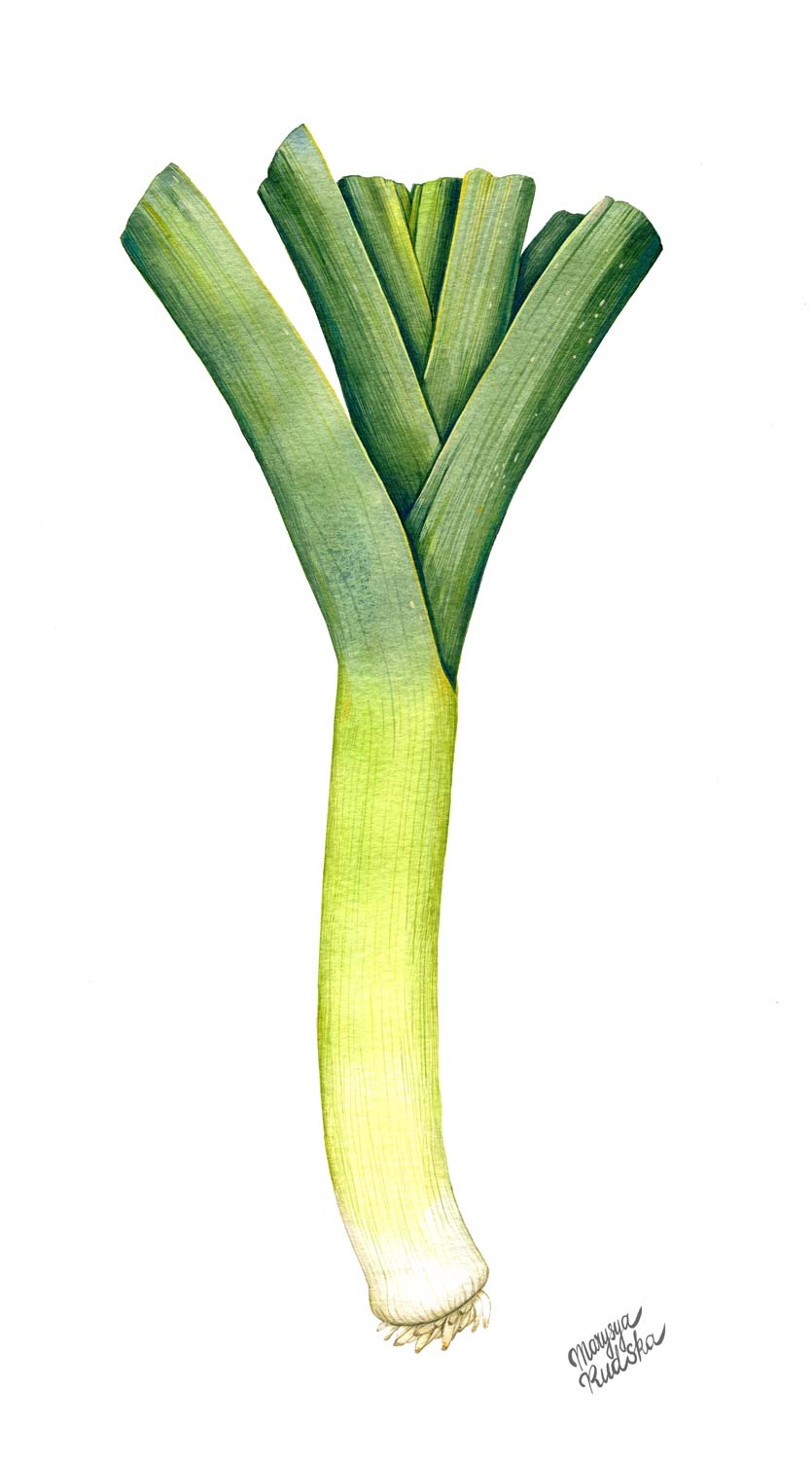 Leek
