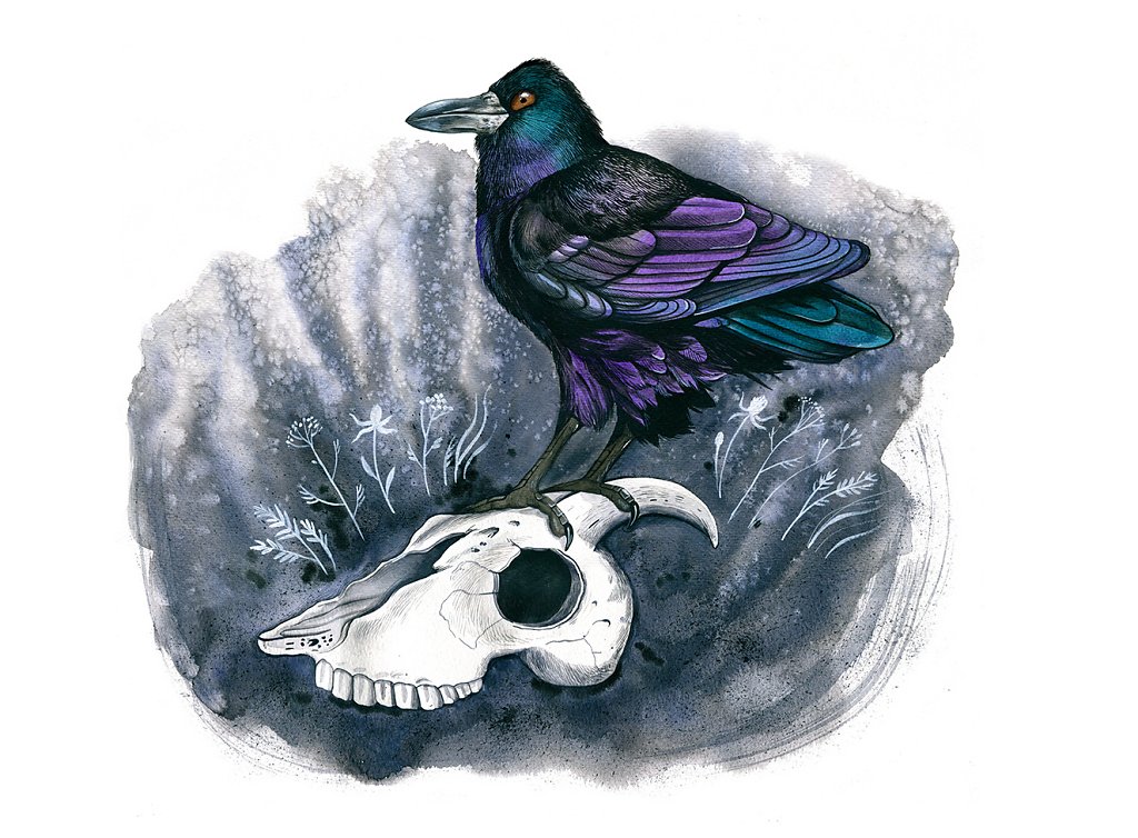 Rook (Corvus Frugilegus)