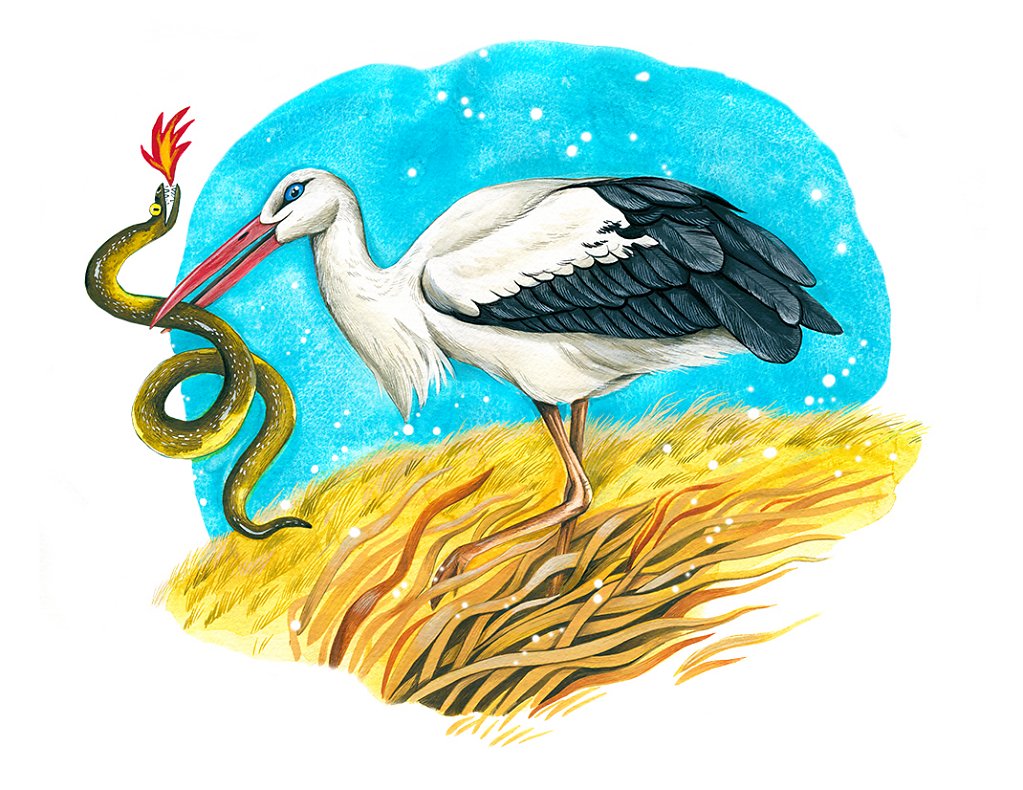White Stork (Ciconia Ciconia)