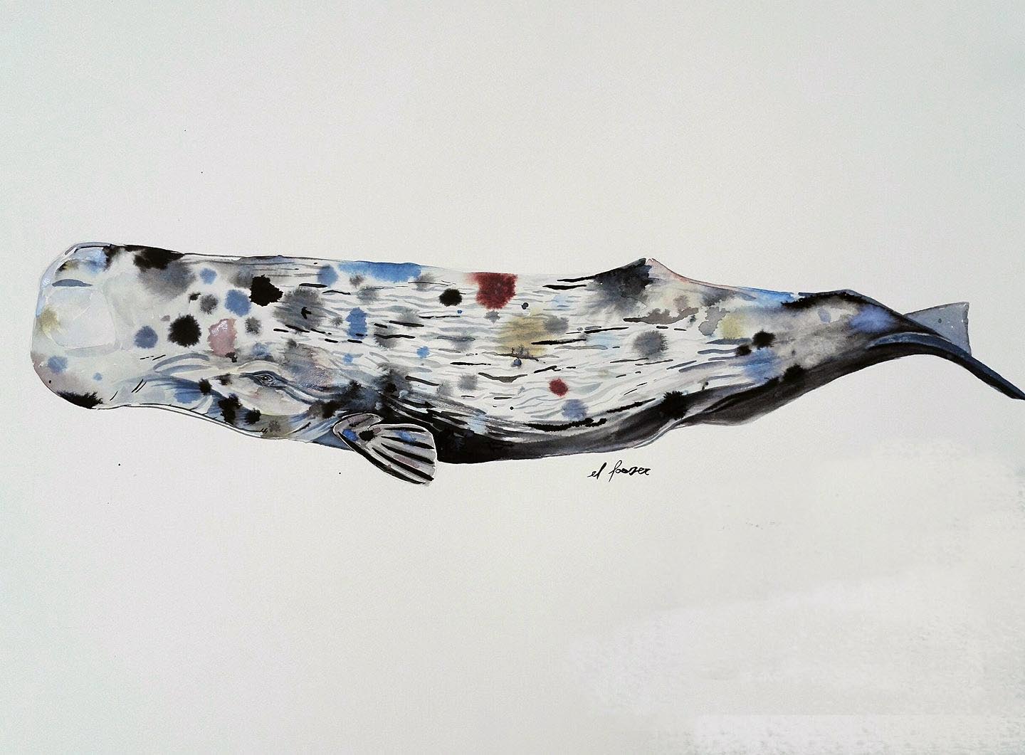 Spotted spermwhale