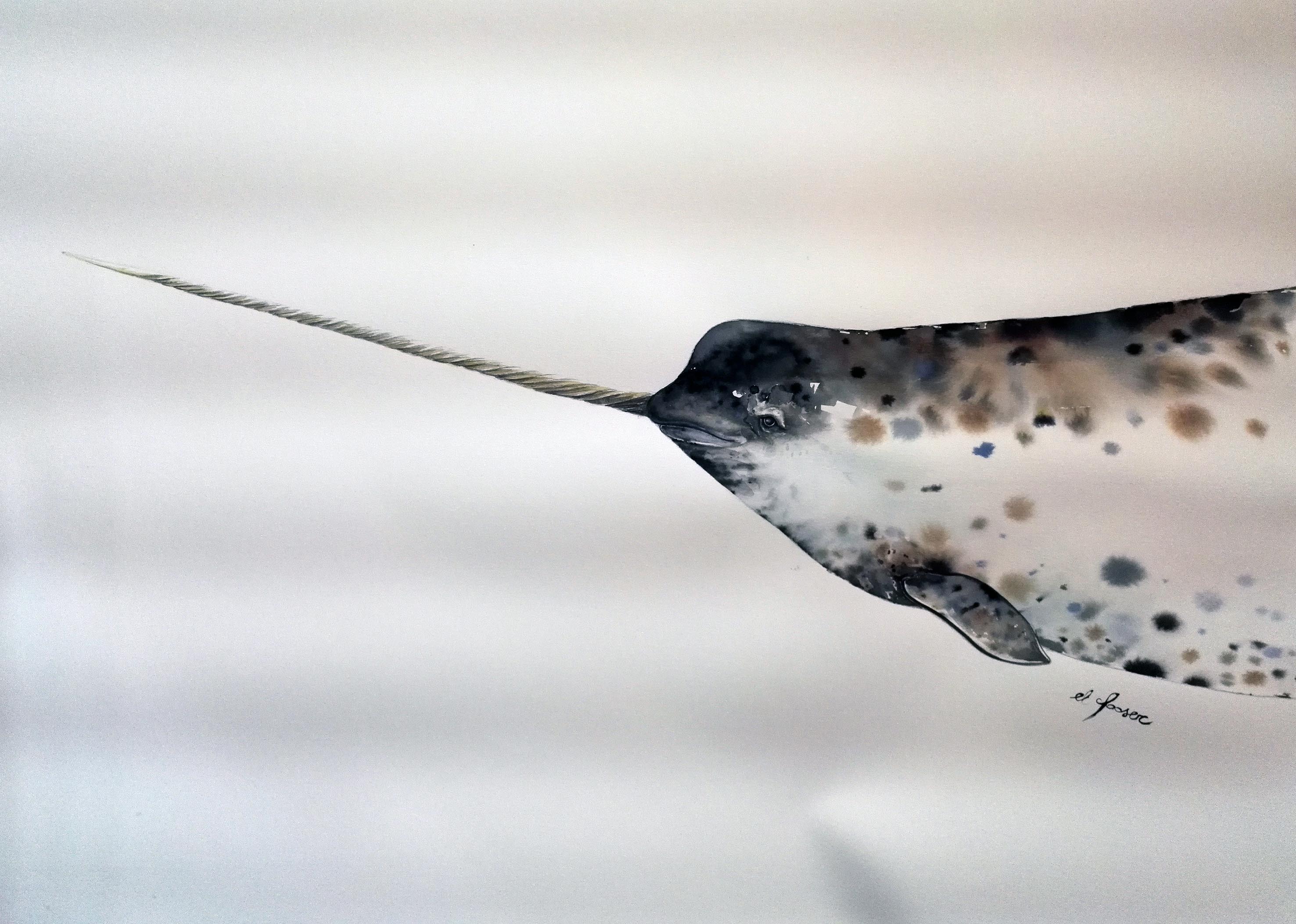 Spotted narwhal 1