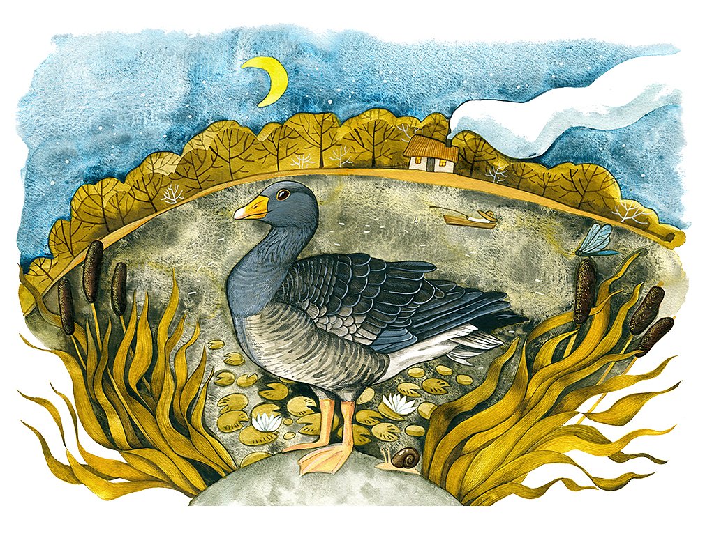 Greylag Goose (Anser Anser)
