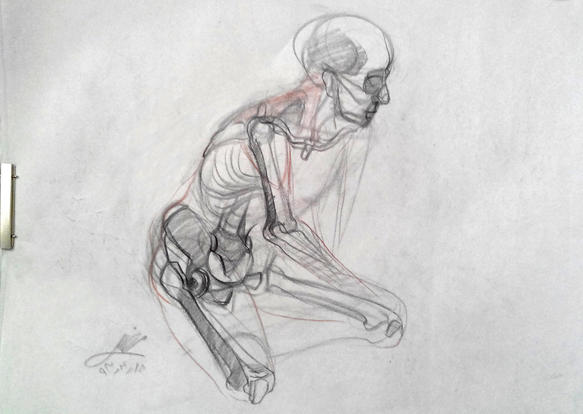 Anatomy studying Live model