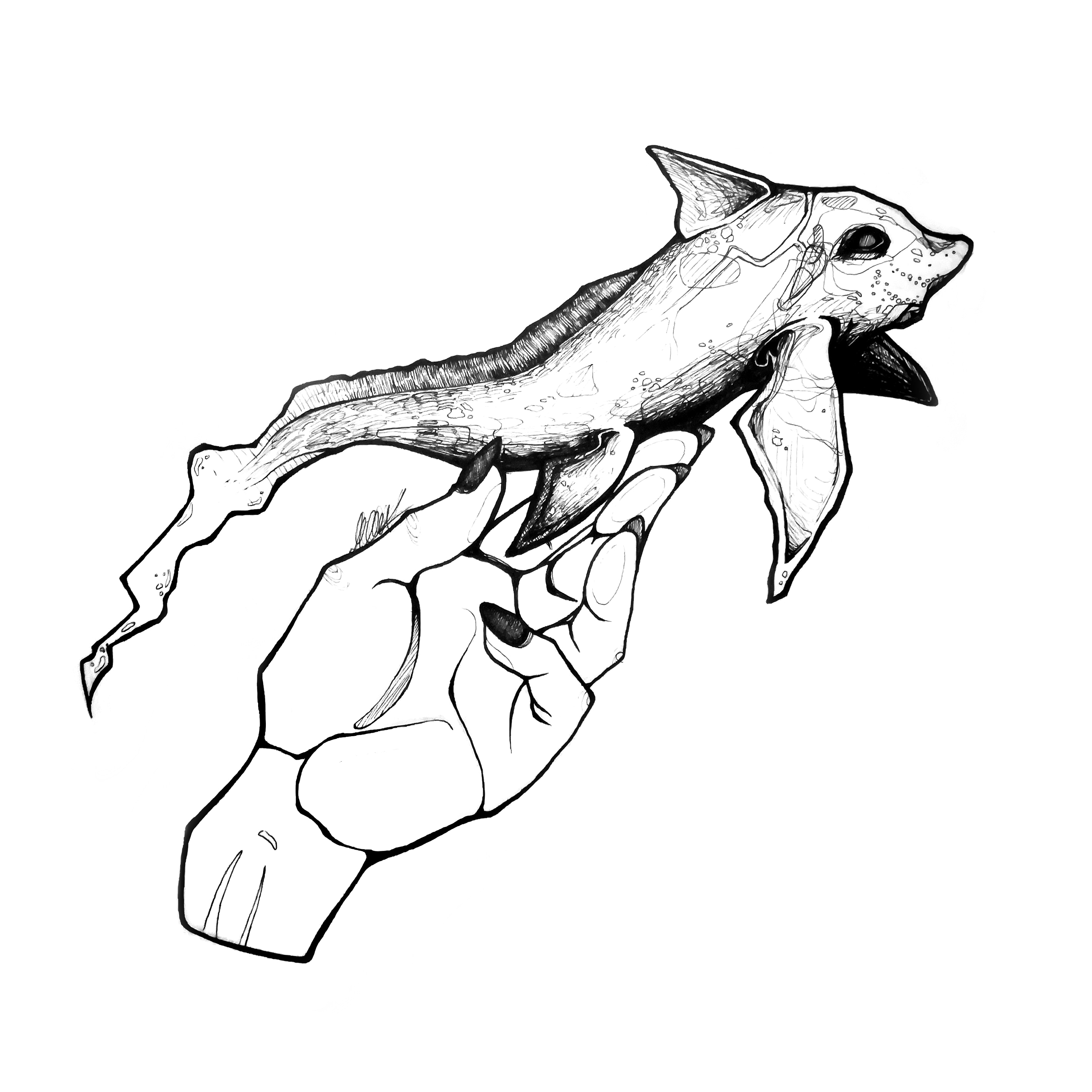 Chimaera