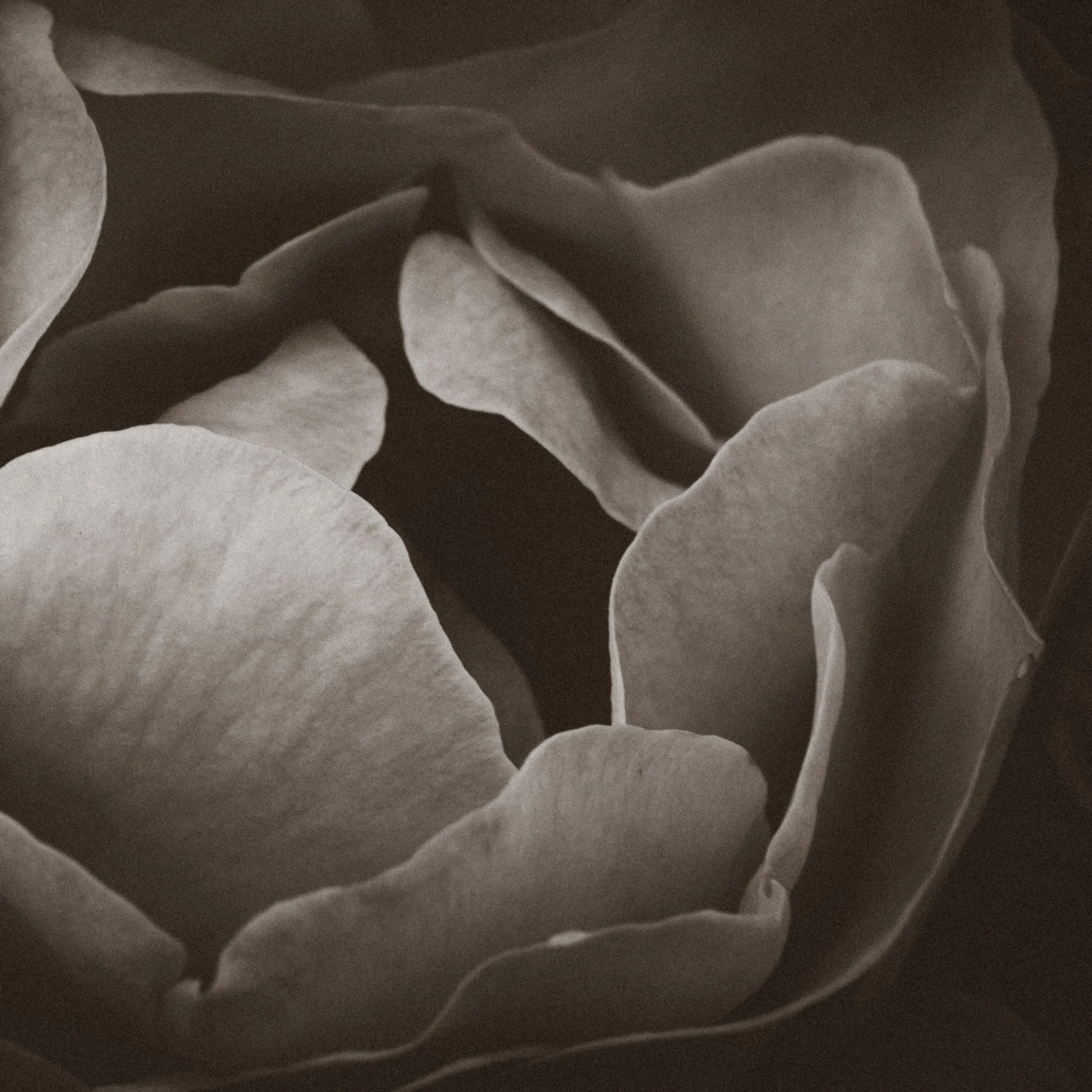 Velvet Petals — Photography — Jason Wickens