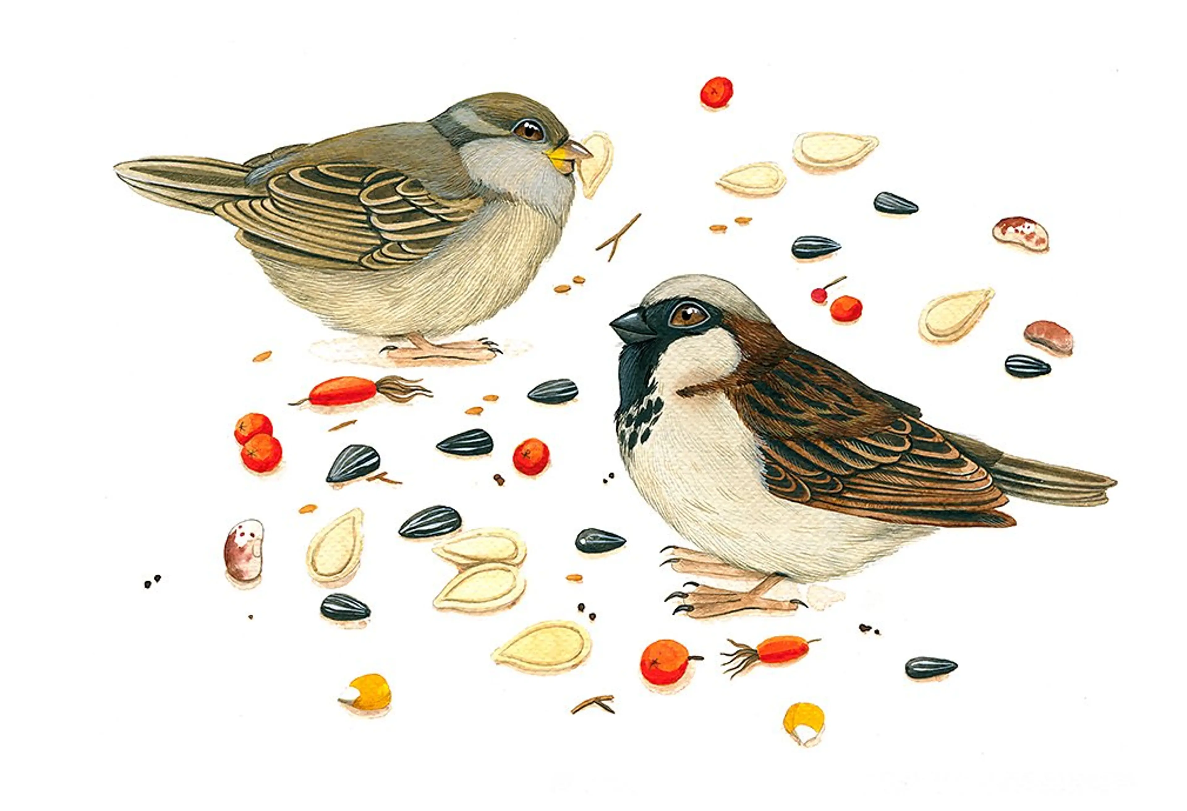 House Sparrows (Passer Domesticus)