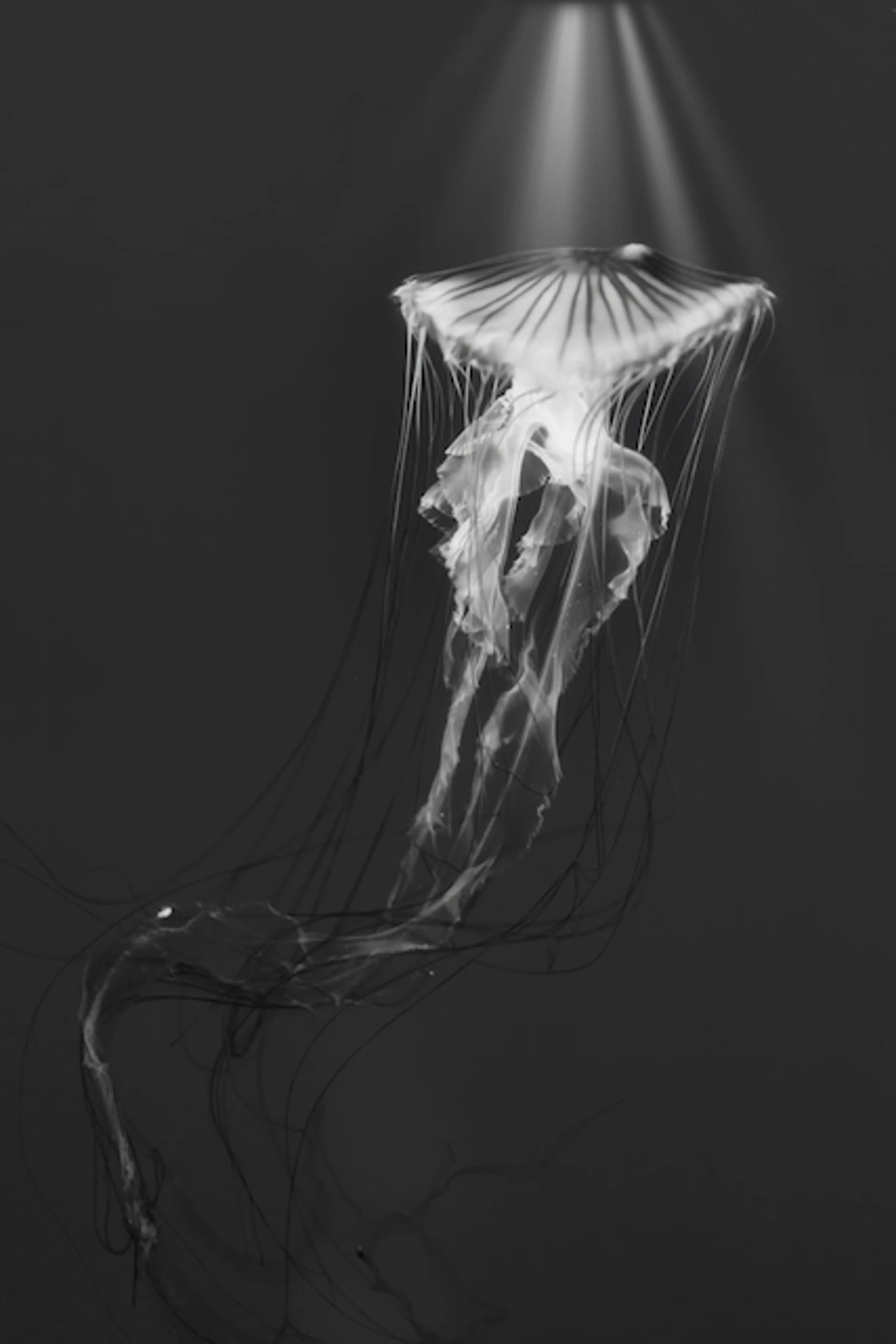 Jellyfish — Light and Motion — Photography — Kian Charles Gray