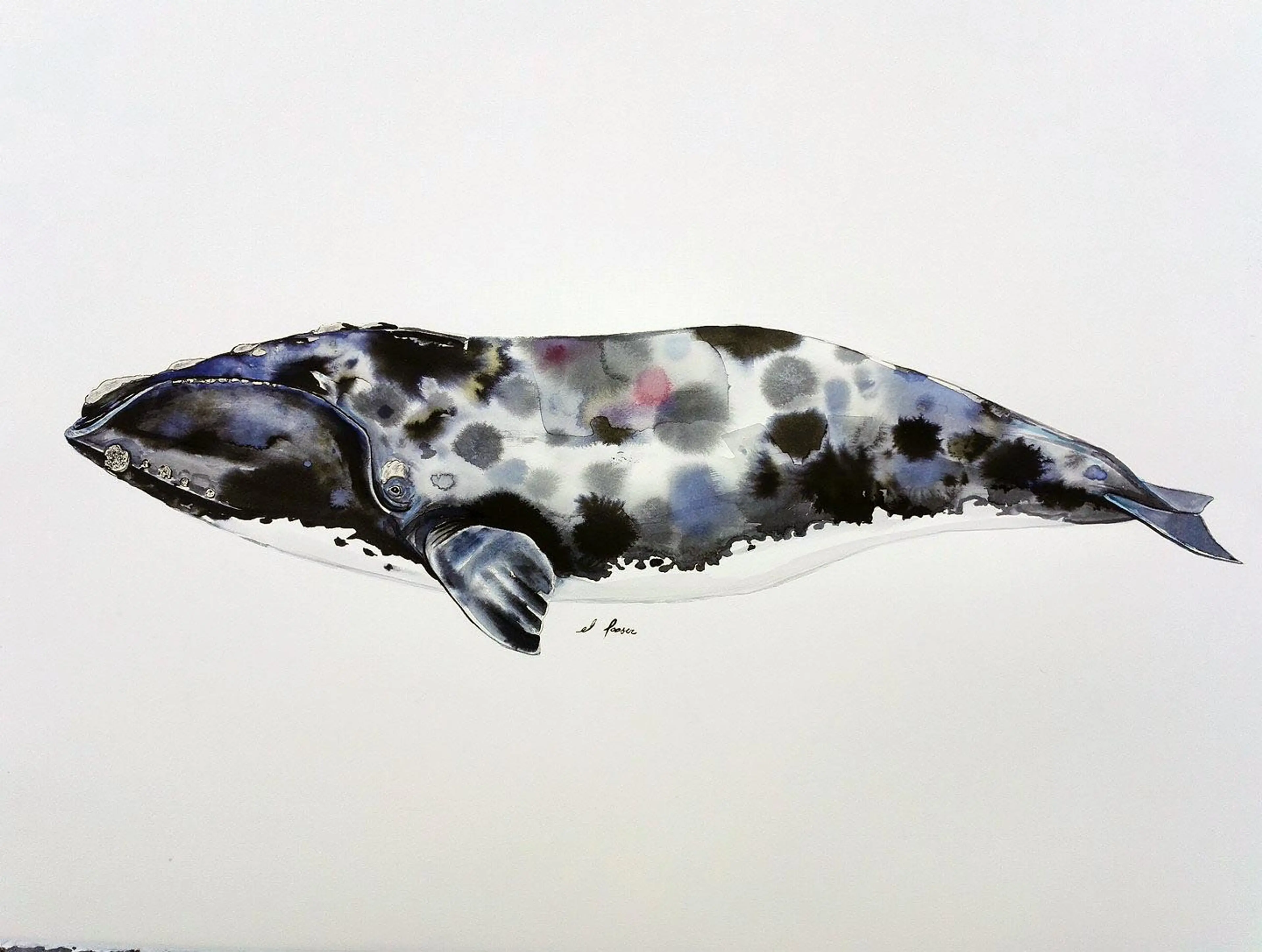 Spotted right whale