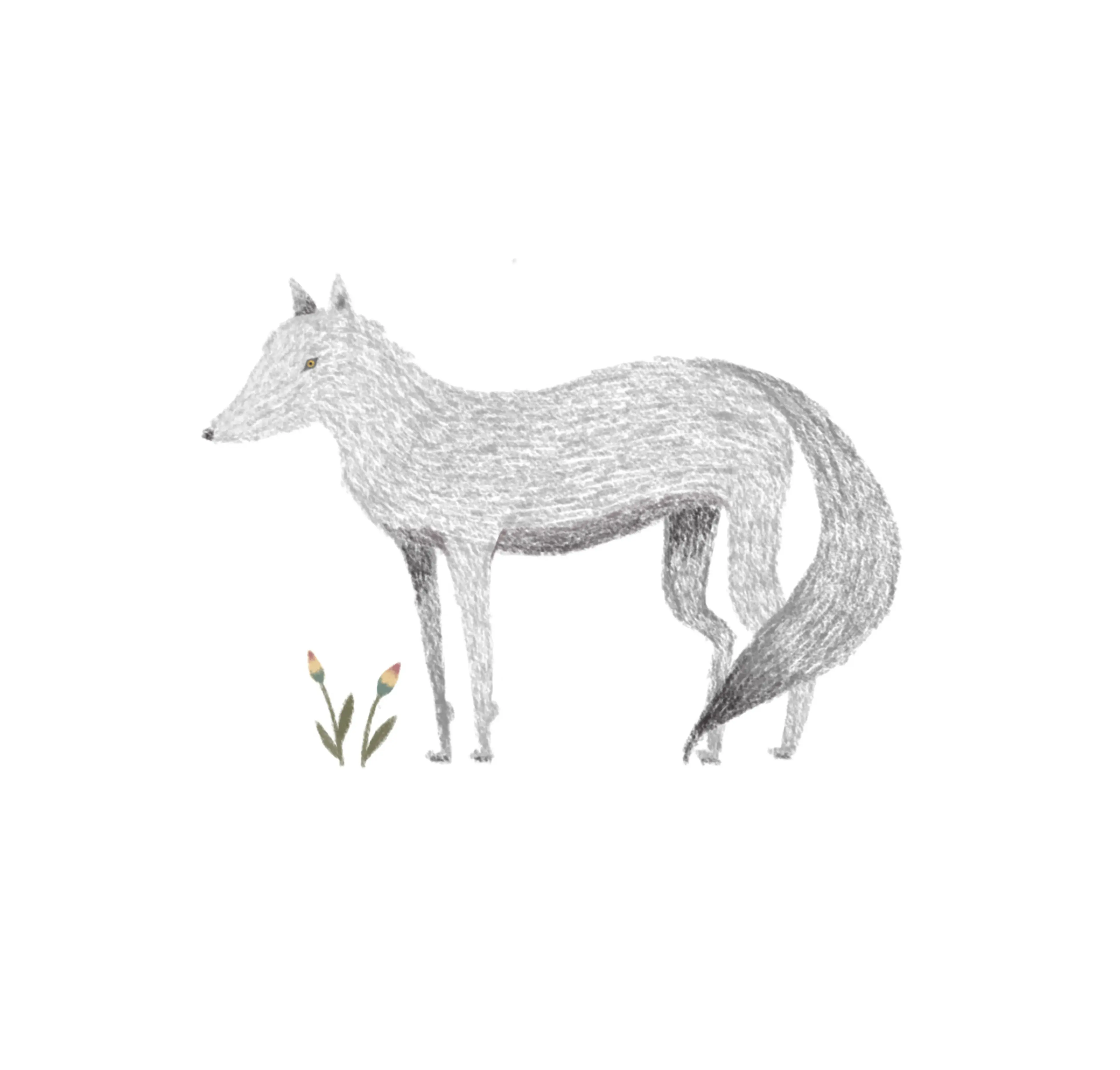 Un Loup