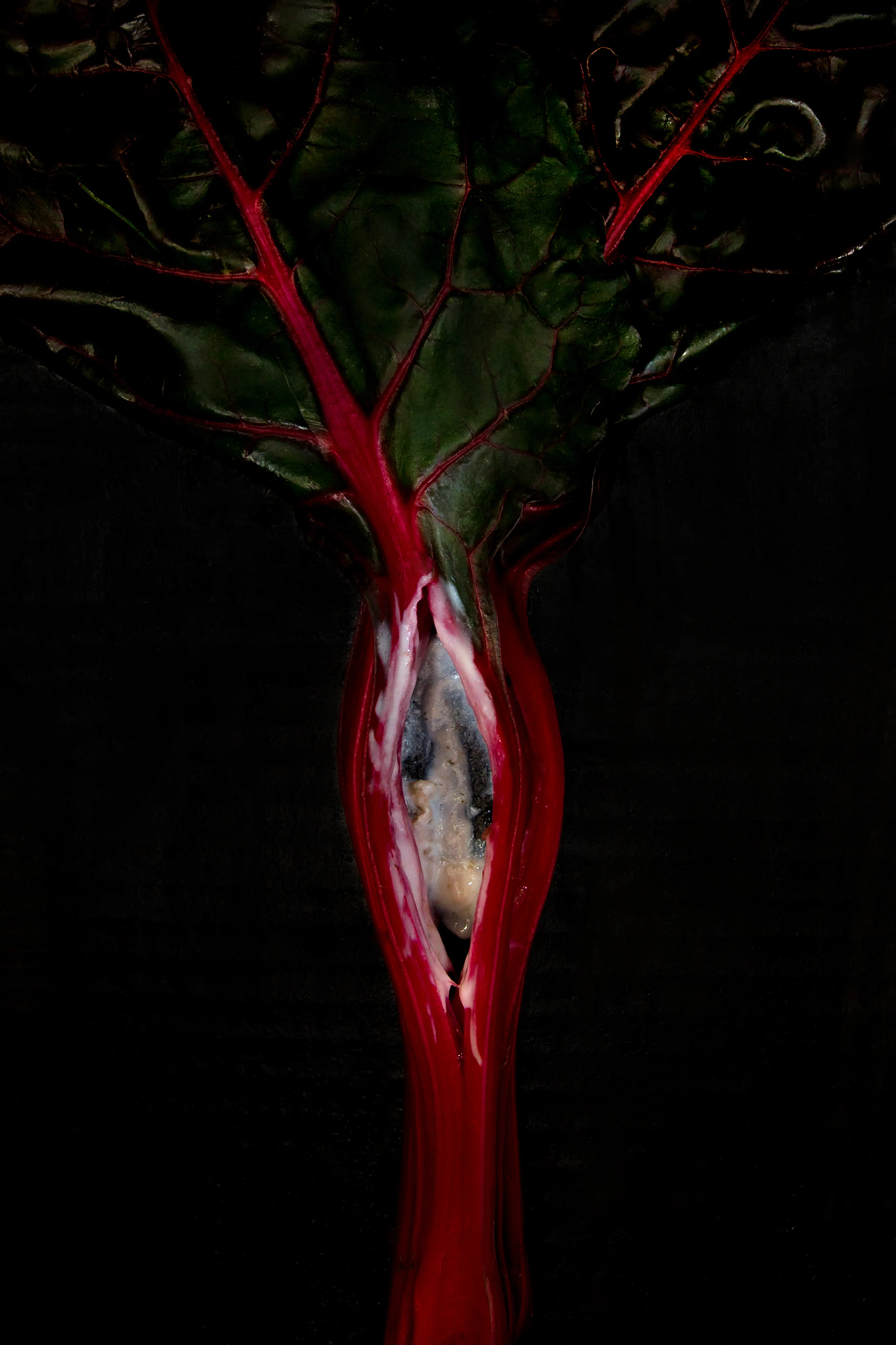 NATURES VIVES. CONFESSIONS