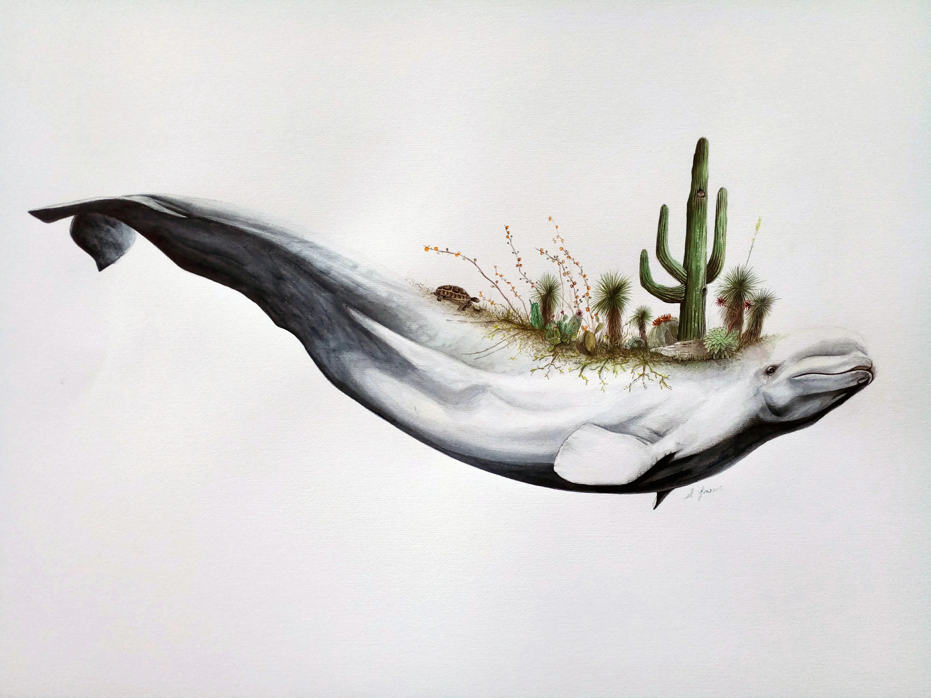 Migrant garden beluga