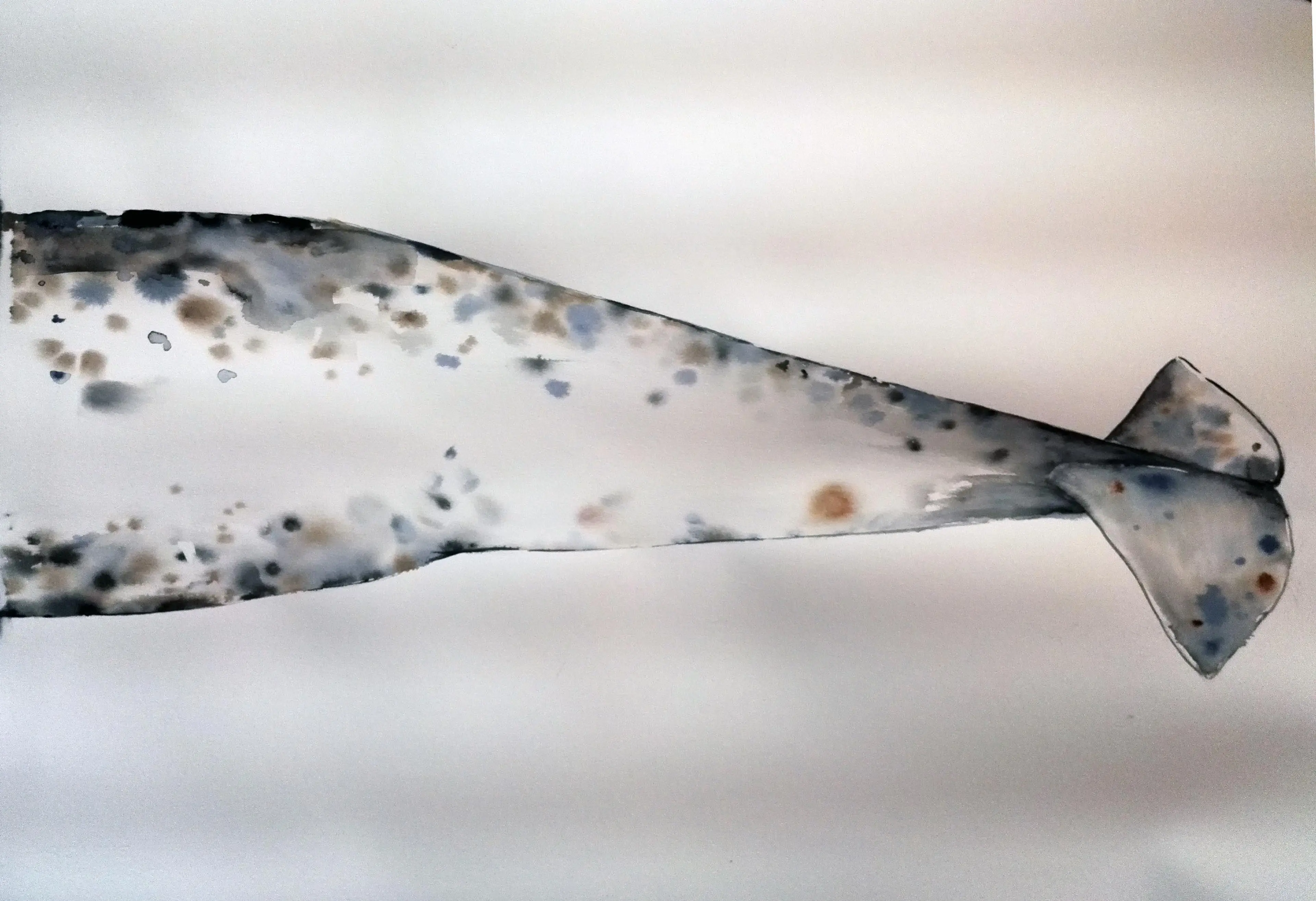 Spotted narwhal 2