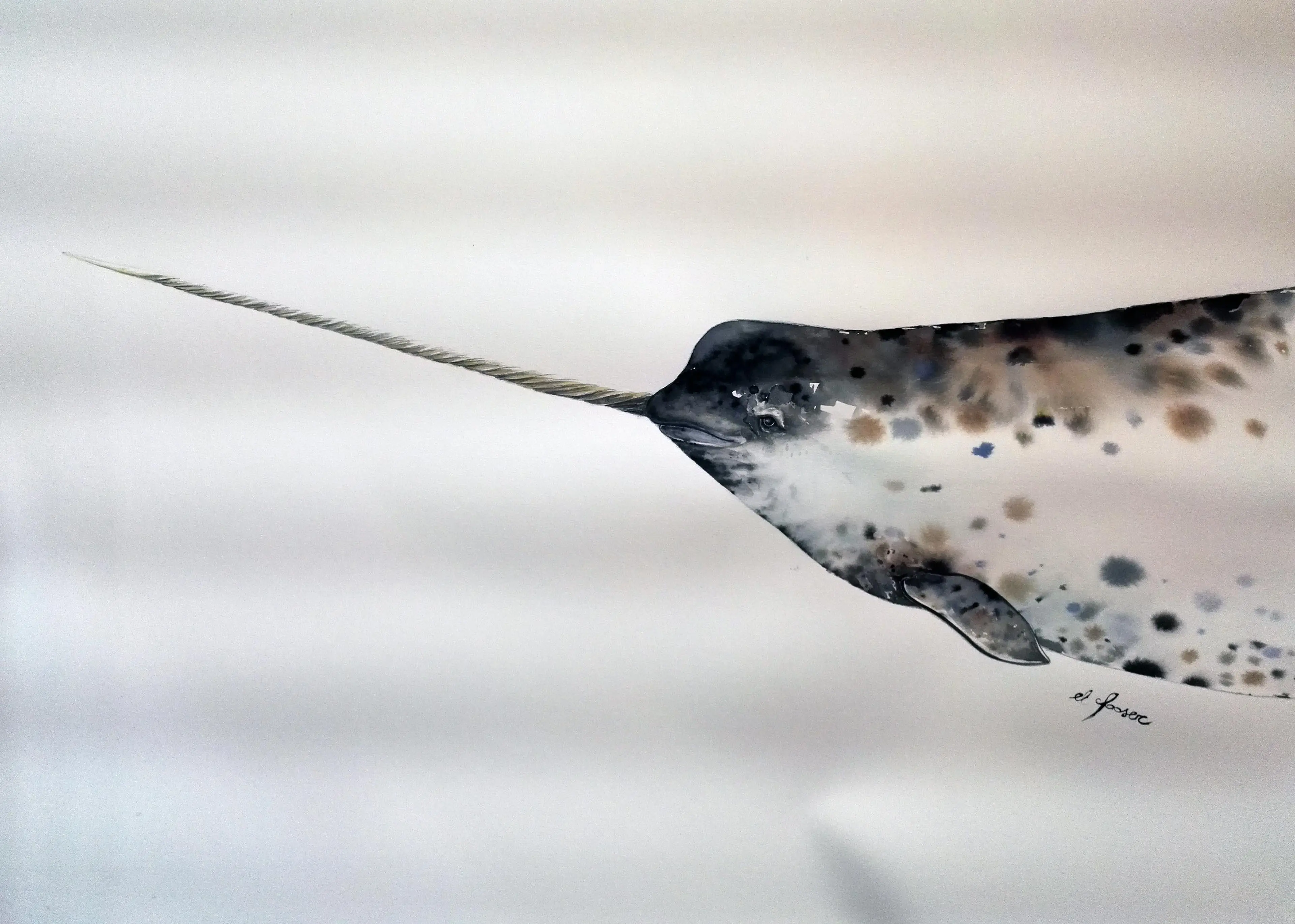 Spotted narwhal 1
