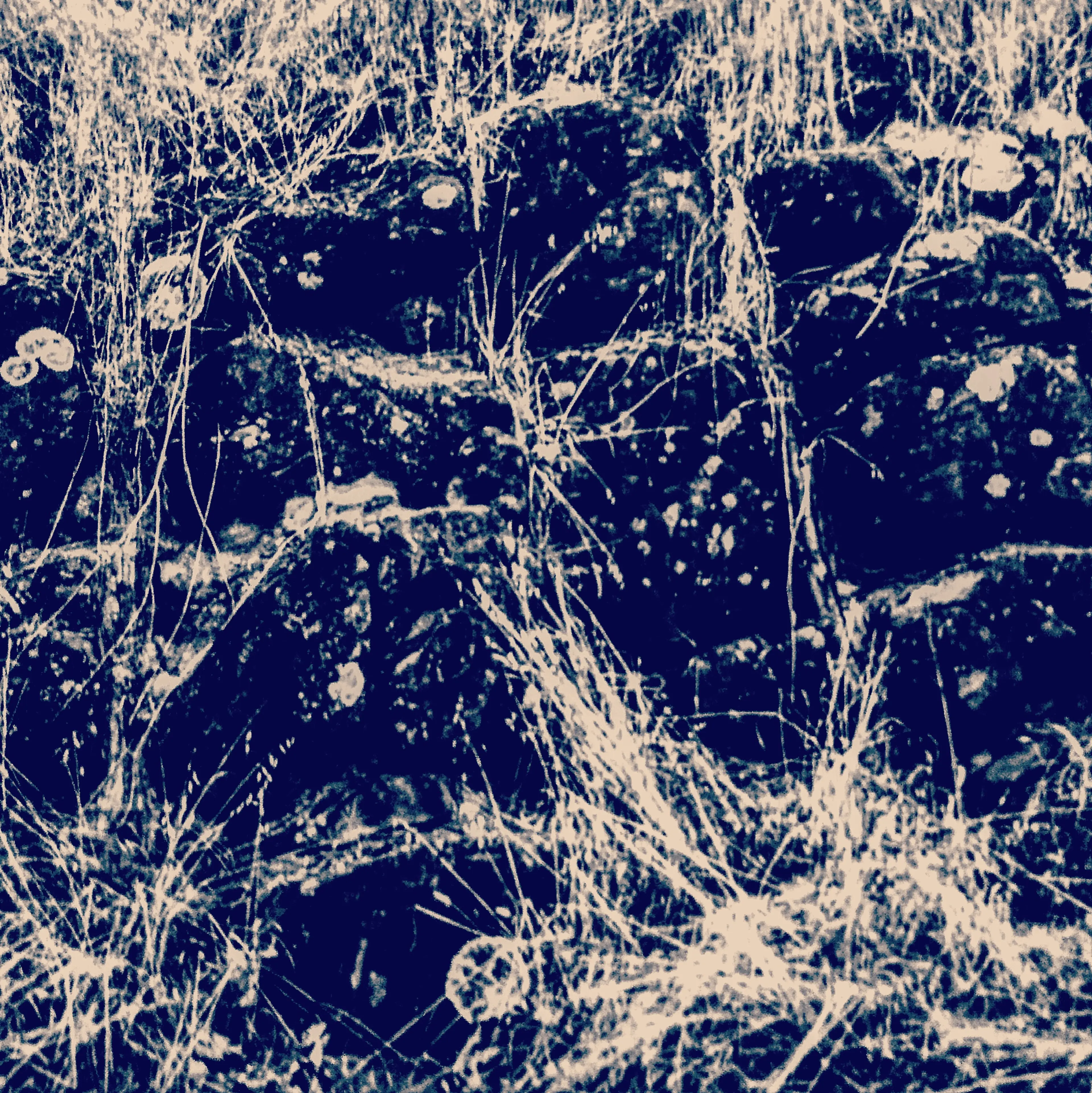 Rocks in a Field