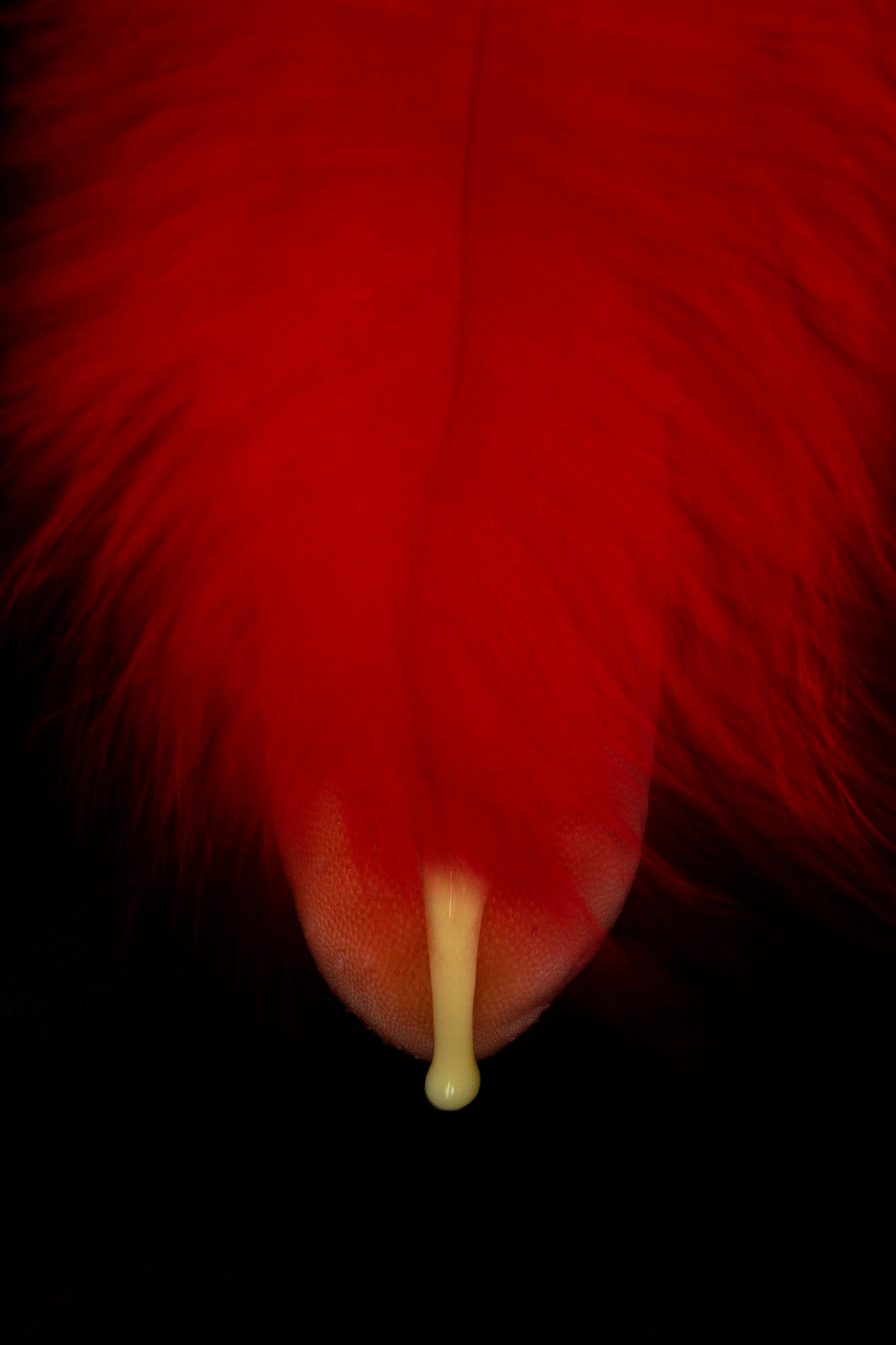 NATURES VIVES. CONFESSIONS