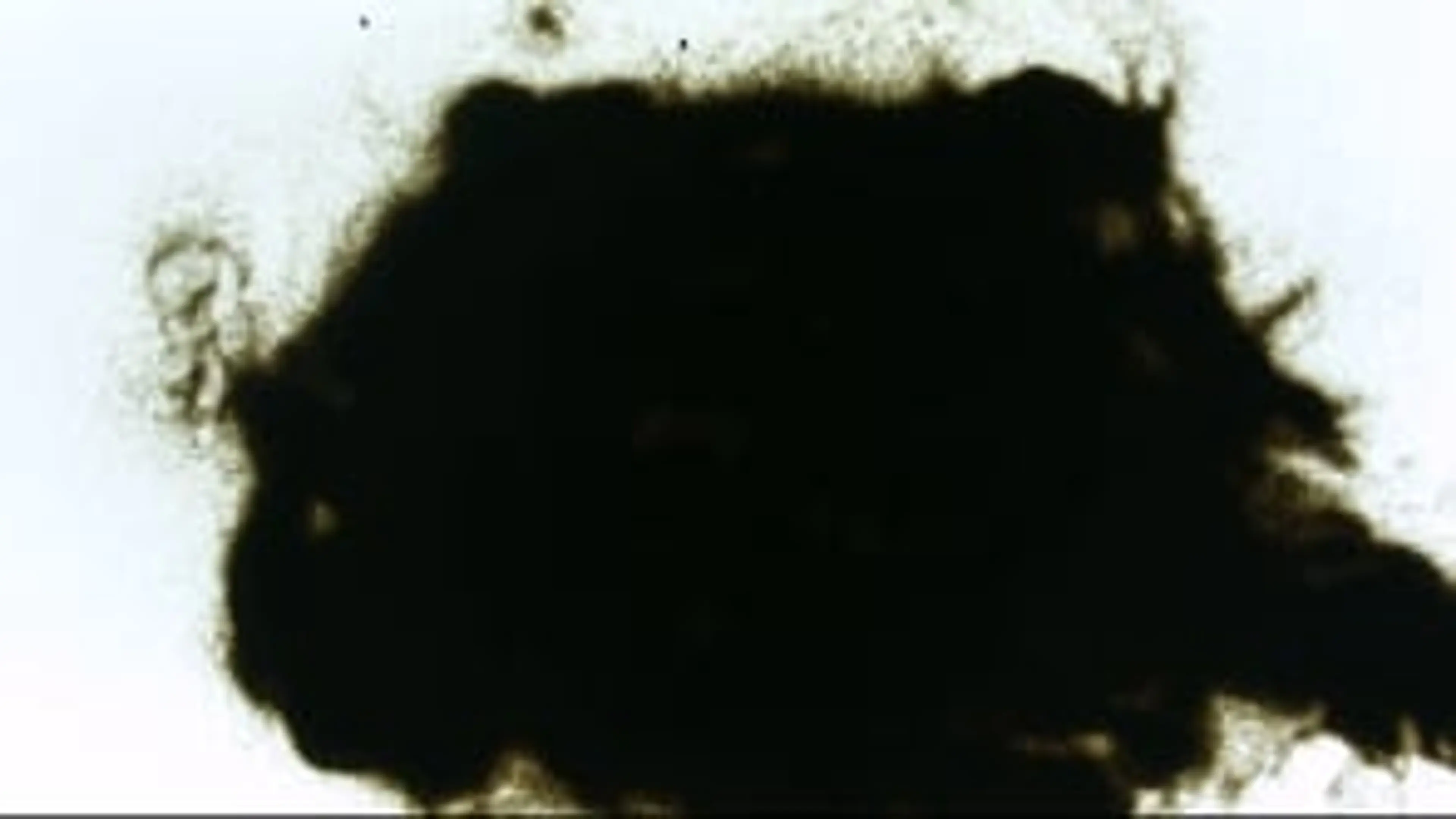 Stop Motion Sand