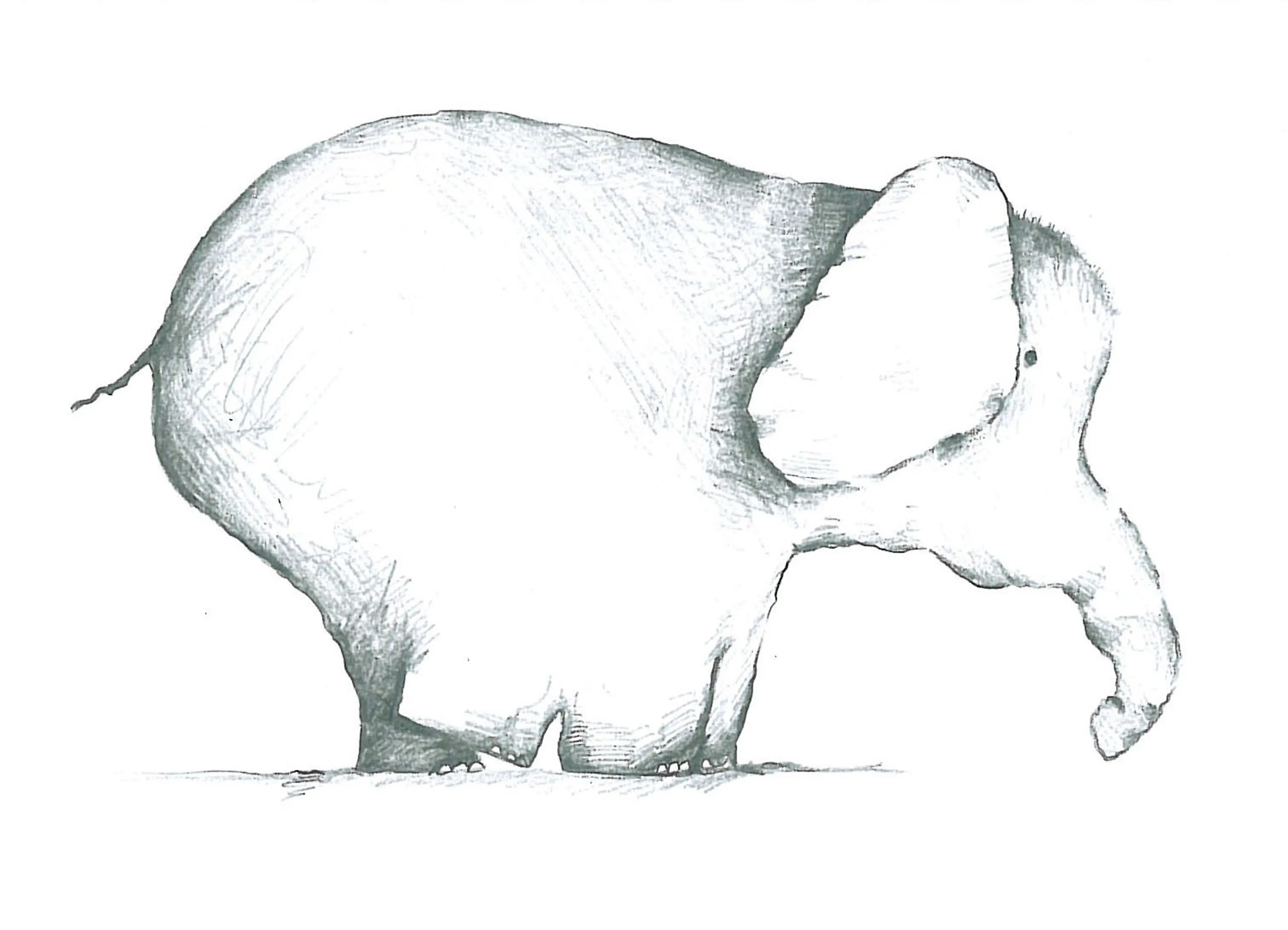 Animals (13)