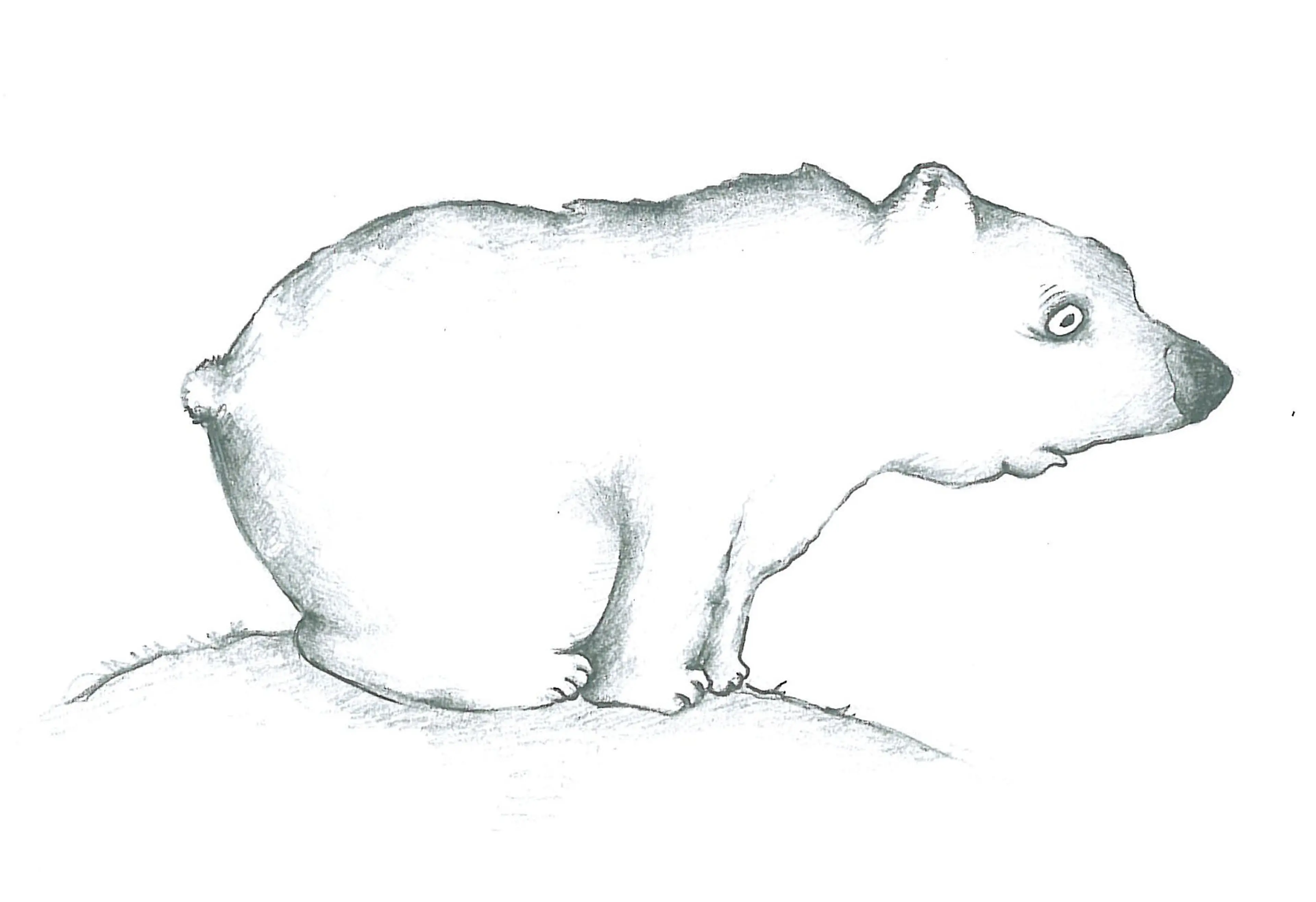 Animals (11)