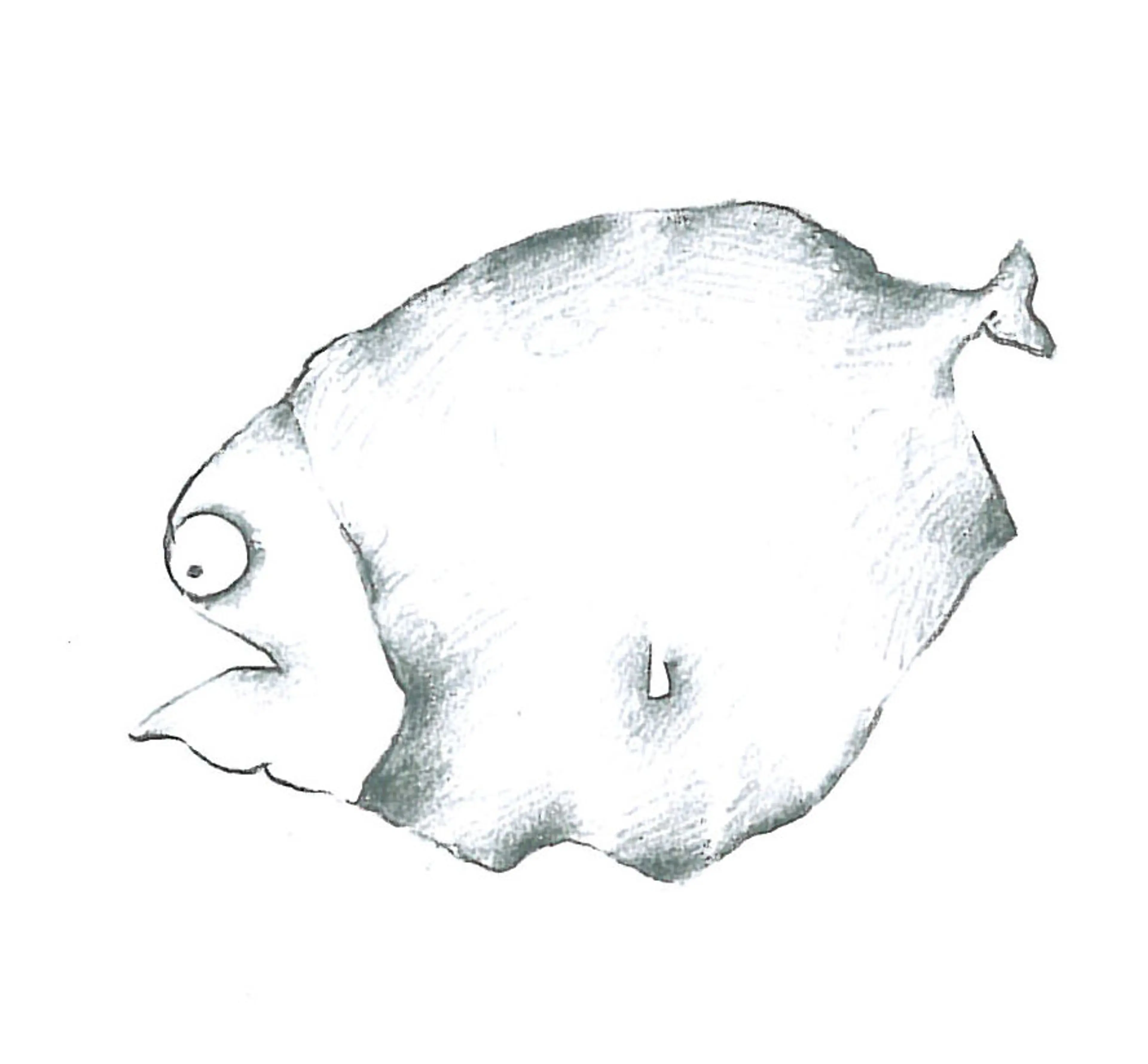 Animals (22) — Illustration — Bahare Rashidi