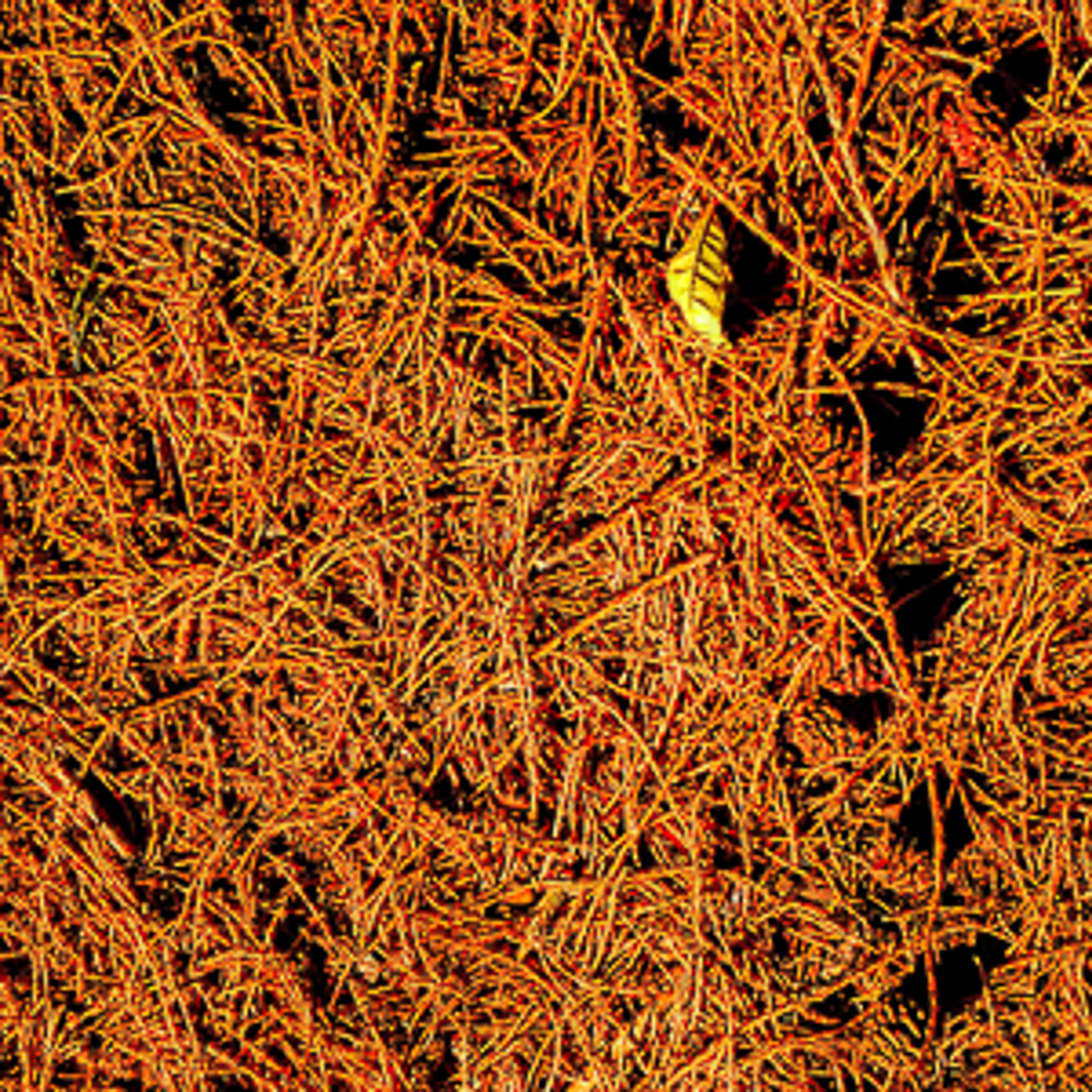 Autumn Falls #4