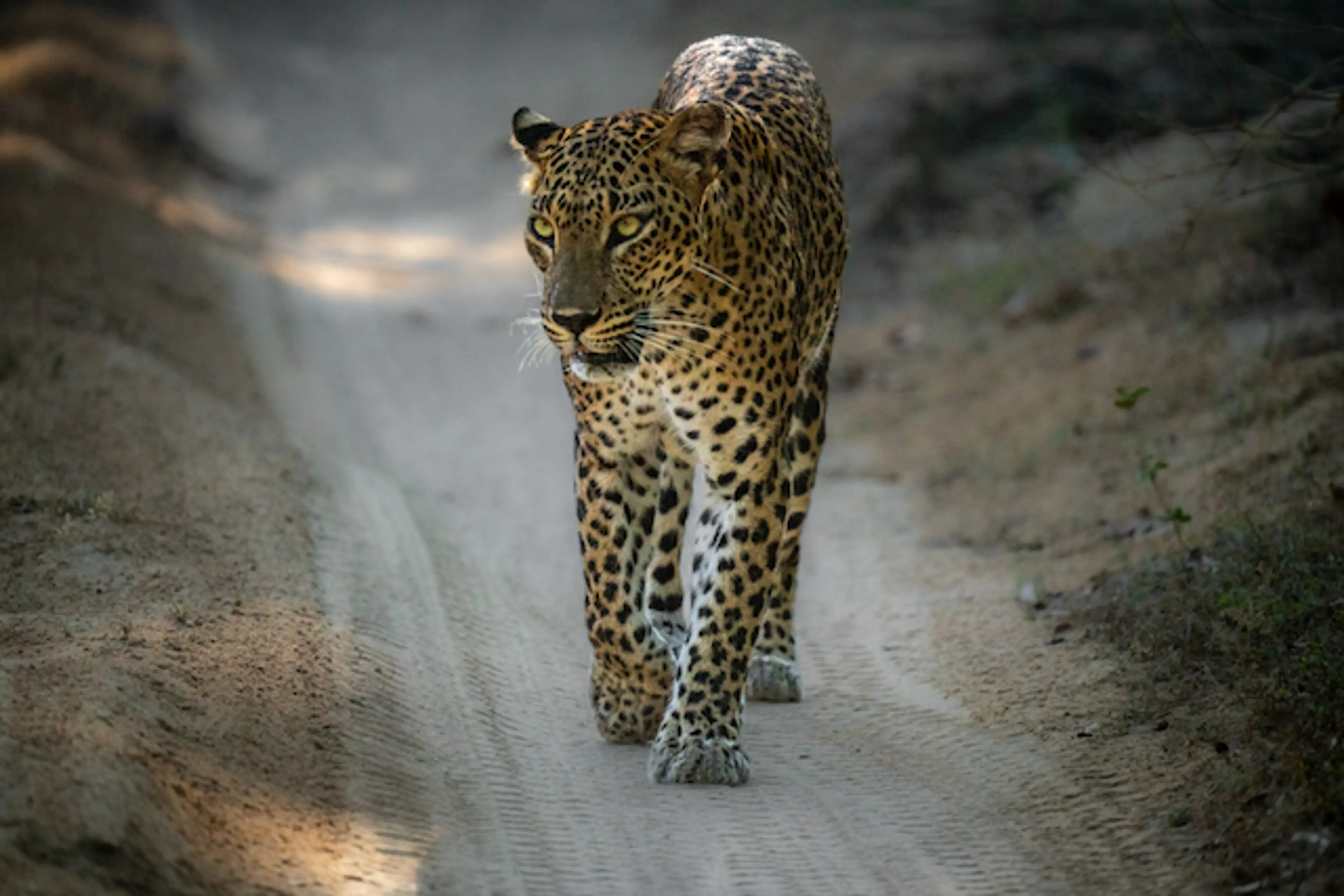 Leopard — A Steady Gaze — Photography — Kian Charles Gray