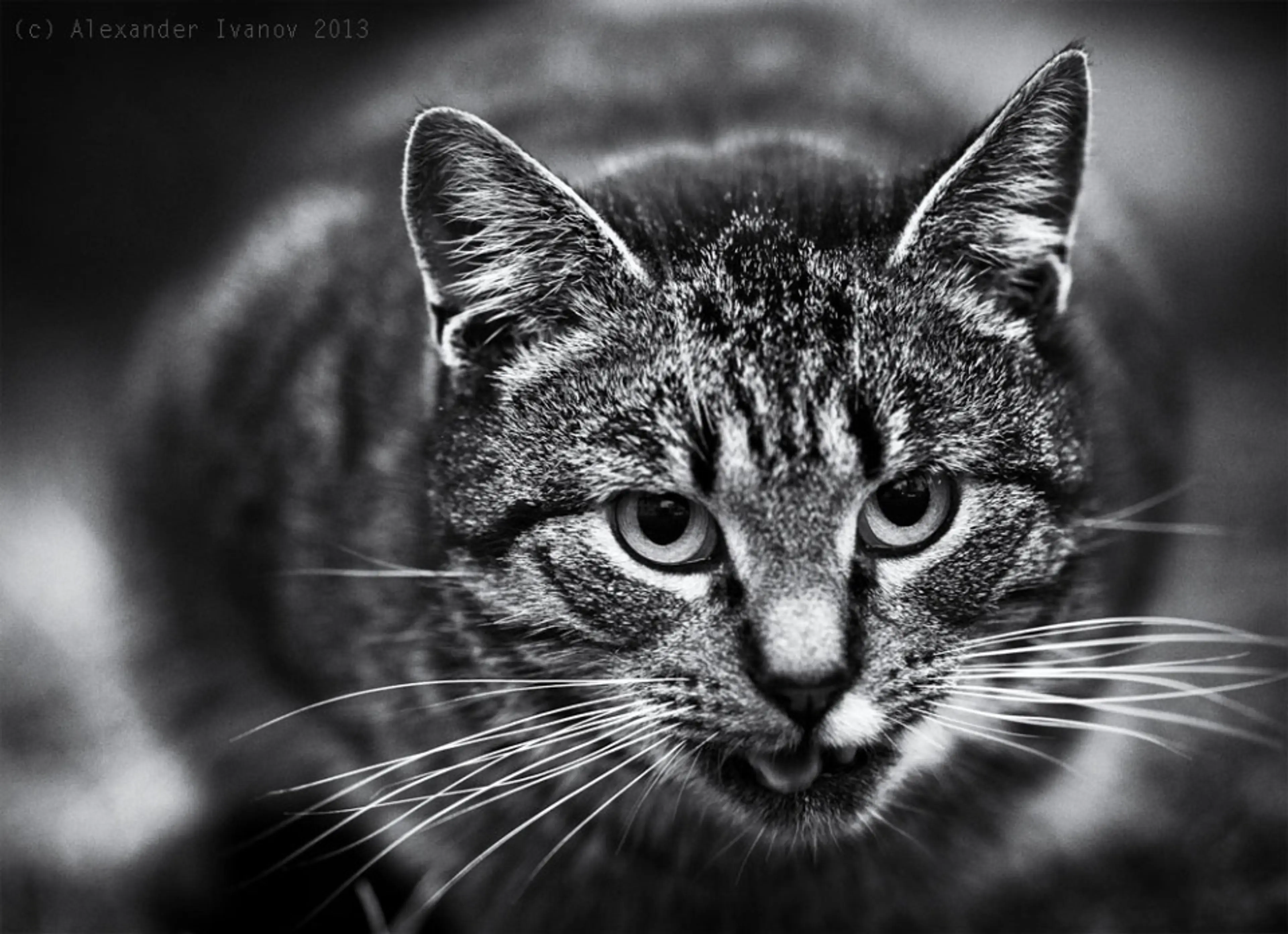 A cat