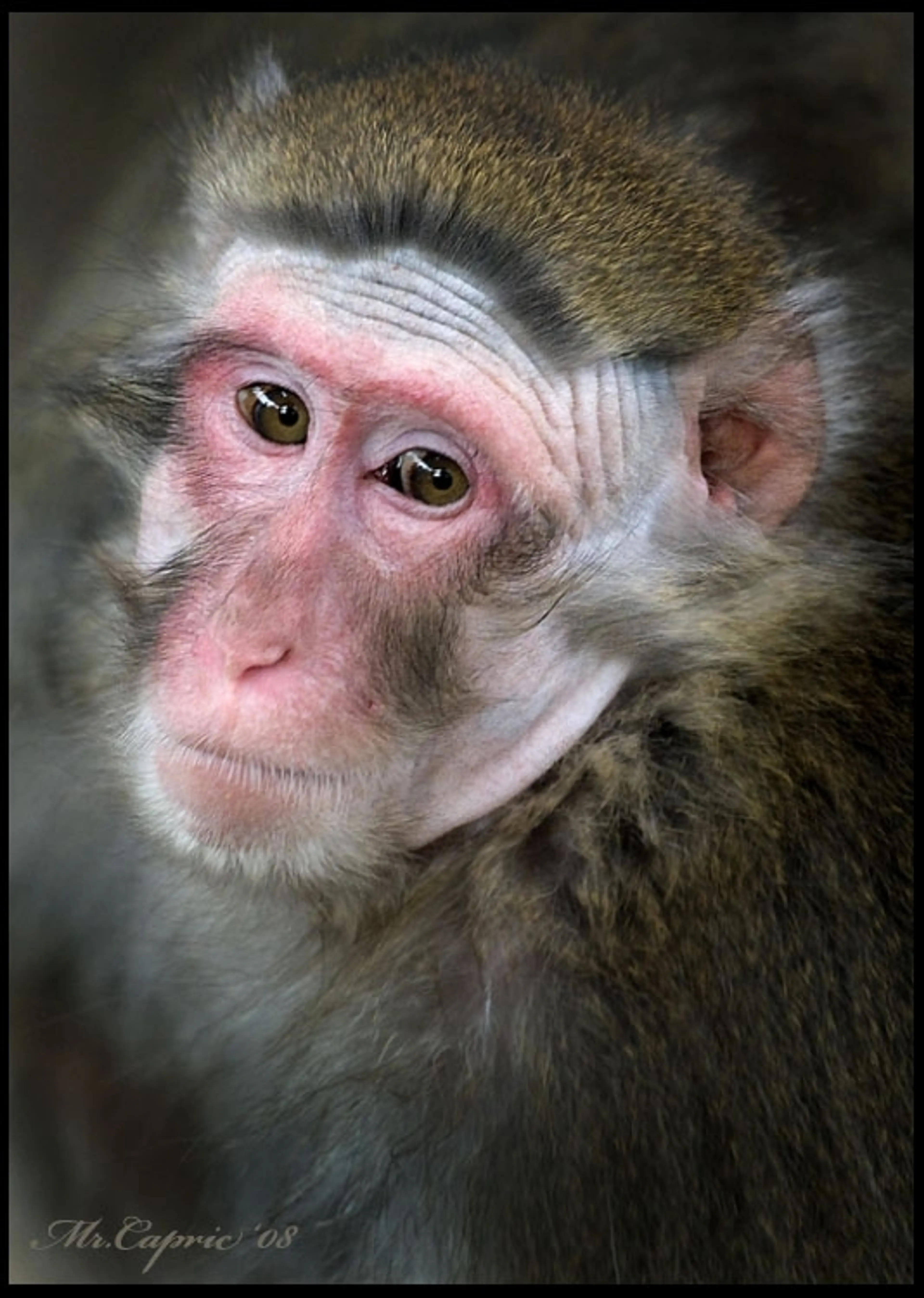 A monkey